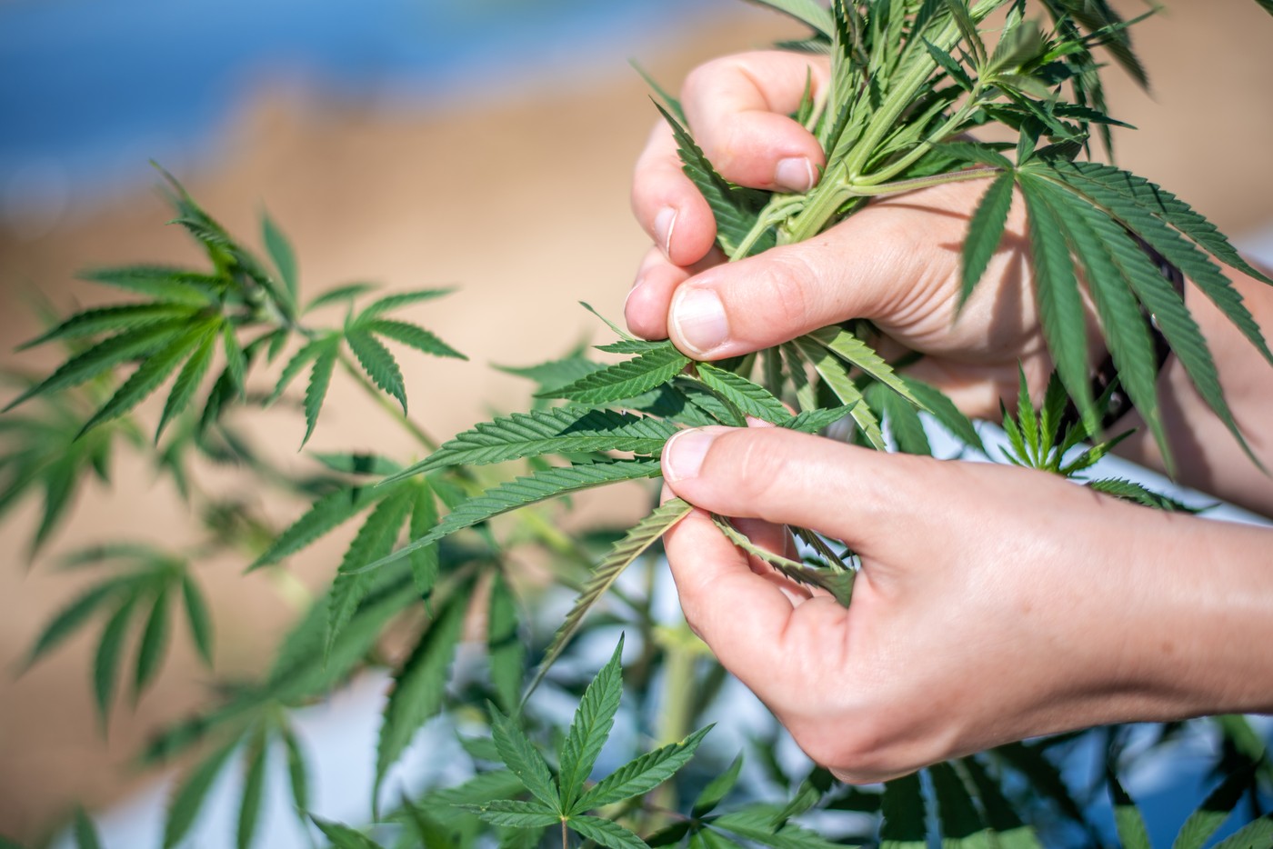 indutrijska konoplja