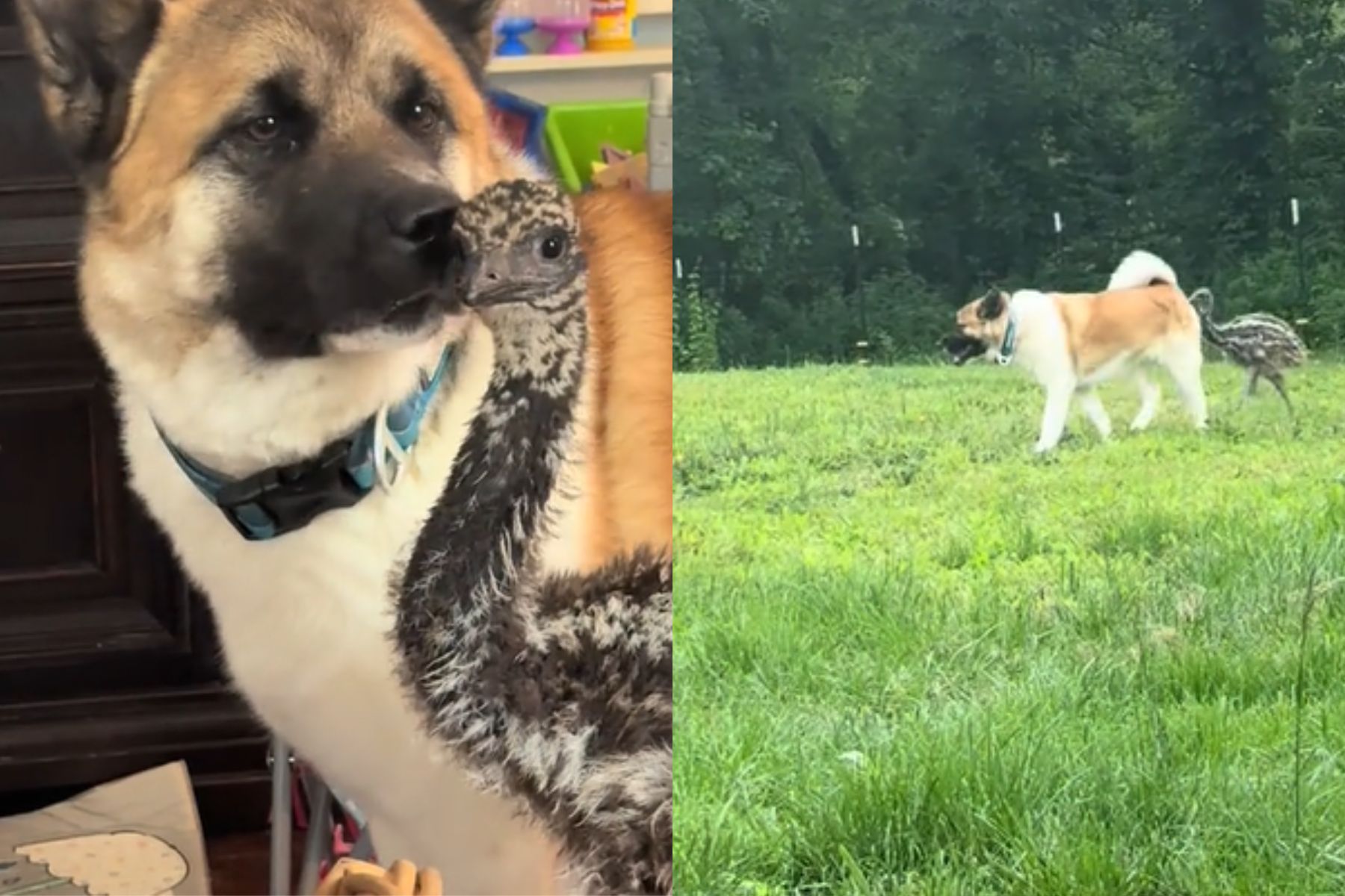 Spletna uporabnica je objavila videoposnetek svojega psa in emuja, ki sta najboljša prijatelja