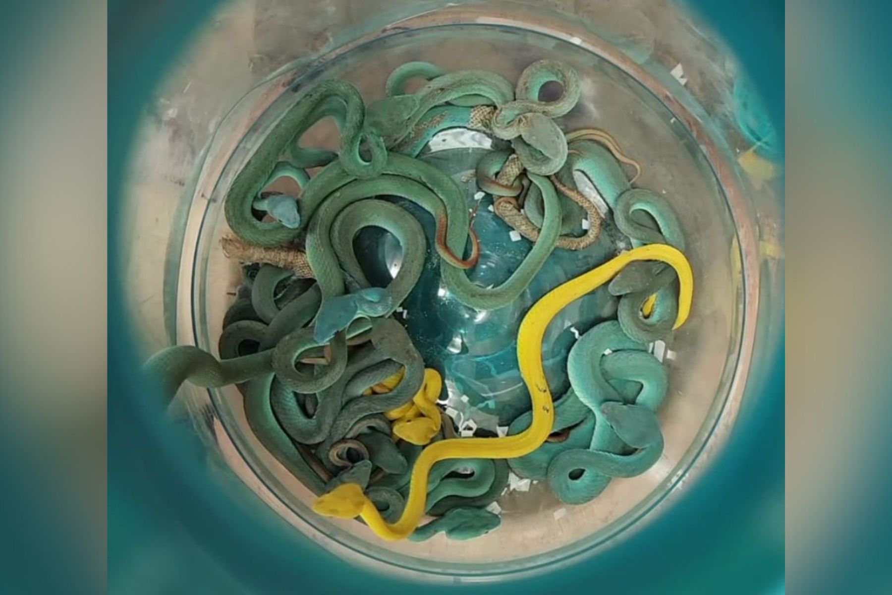 Moški je v prtljagi na indijskem letališču skrival več deset redkih plazilcev