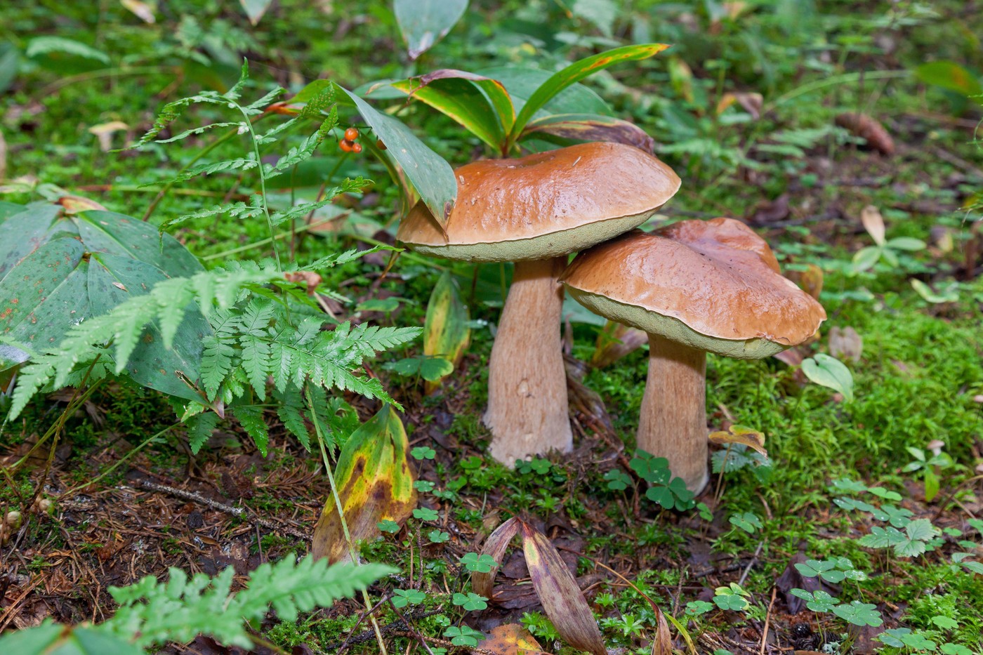 jurček goban gozd gobe