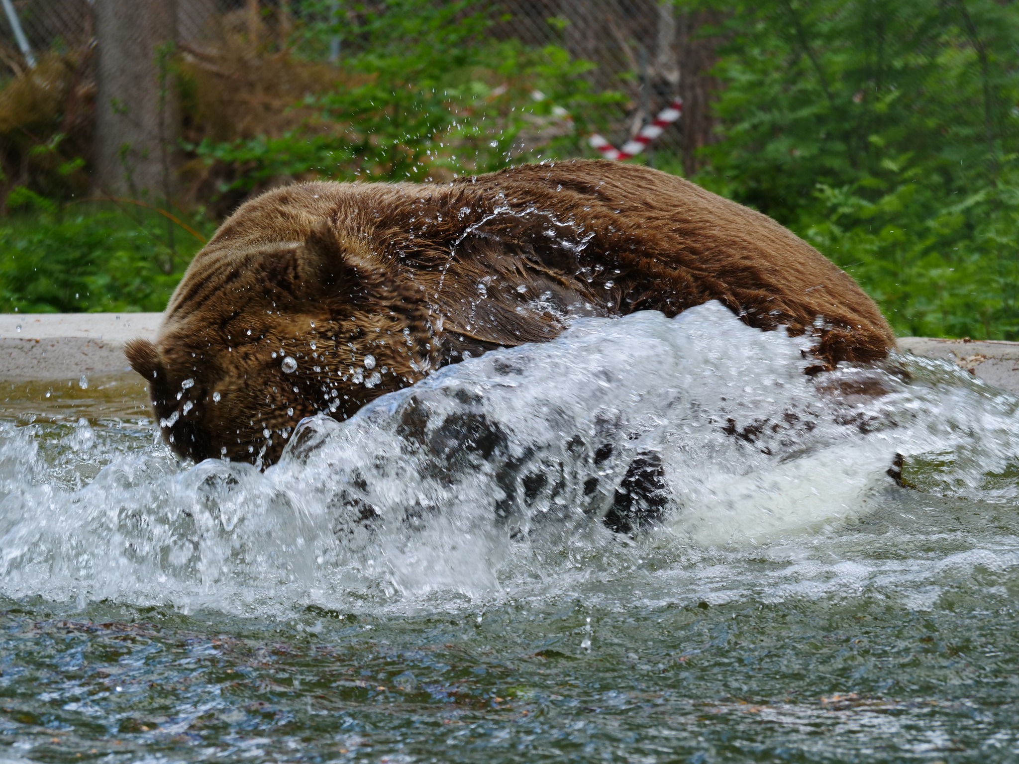 Slovenski medved Felix v medvedjem zavetišču v Avstriji.