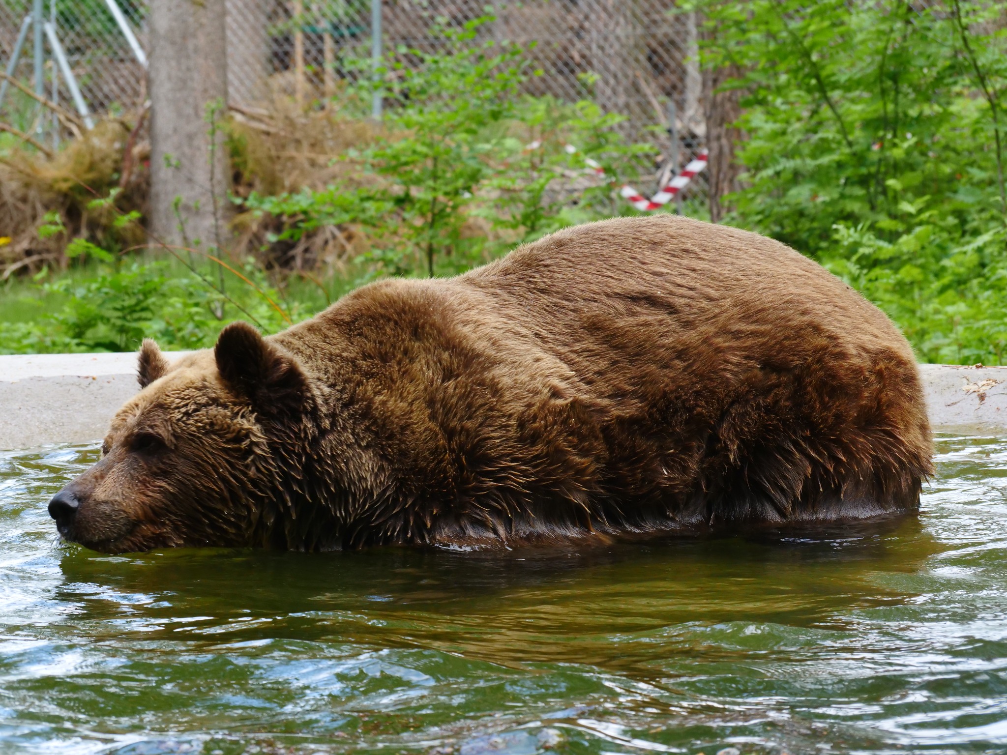 Slovenski medved Felix v medvedjem zavetišču v Avstriji.