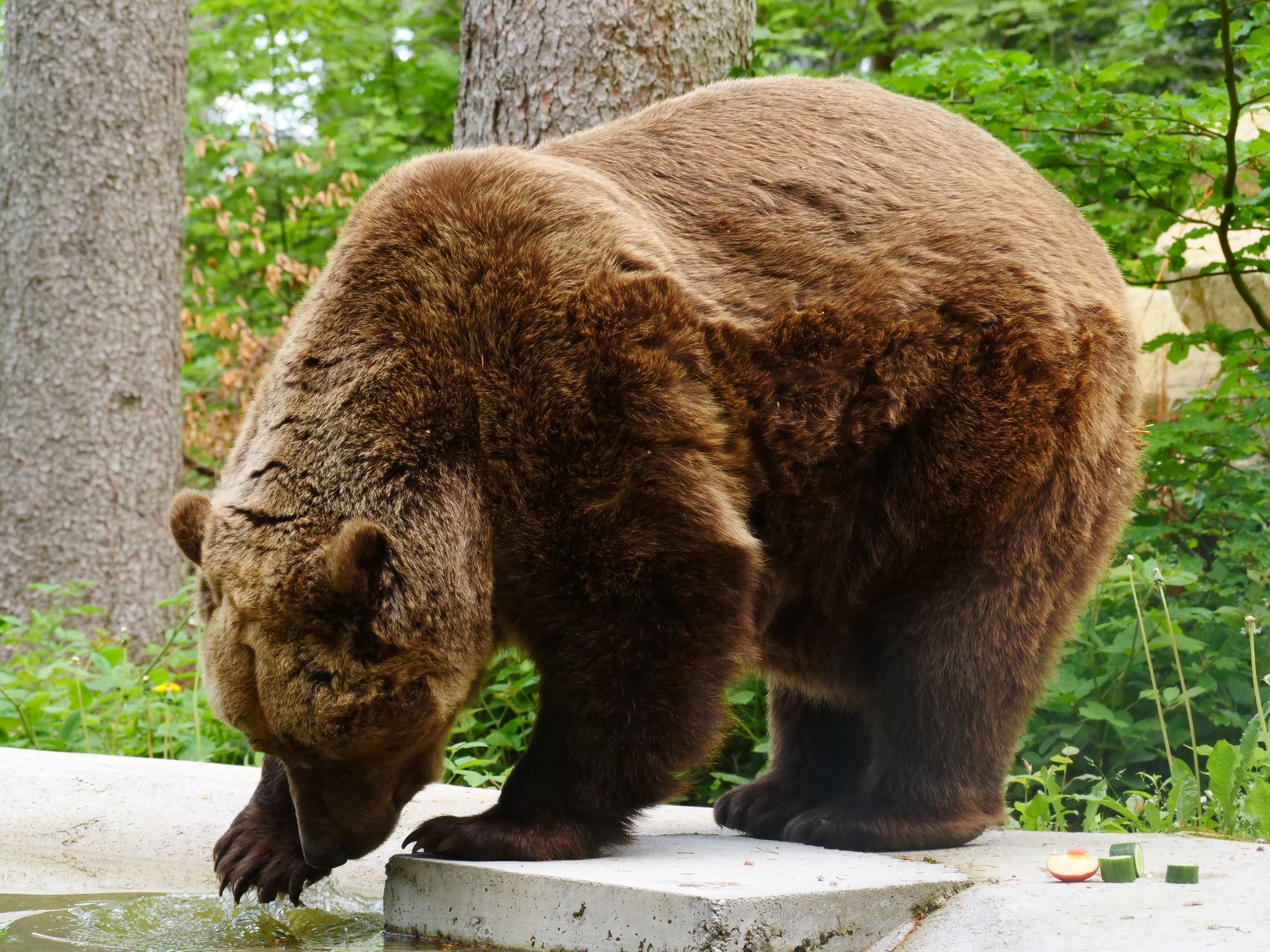 Slovenski medved Felix v medvedjem zavetišču v Avstriji