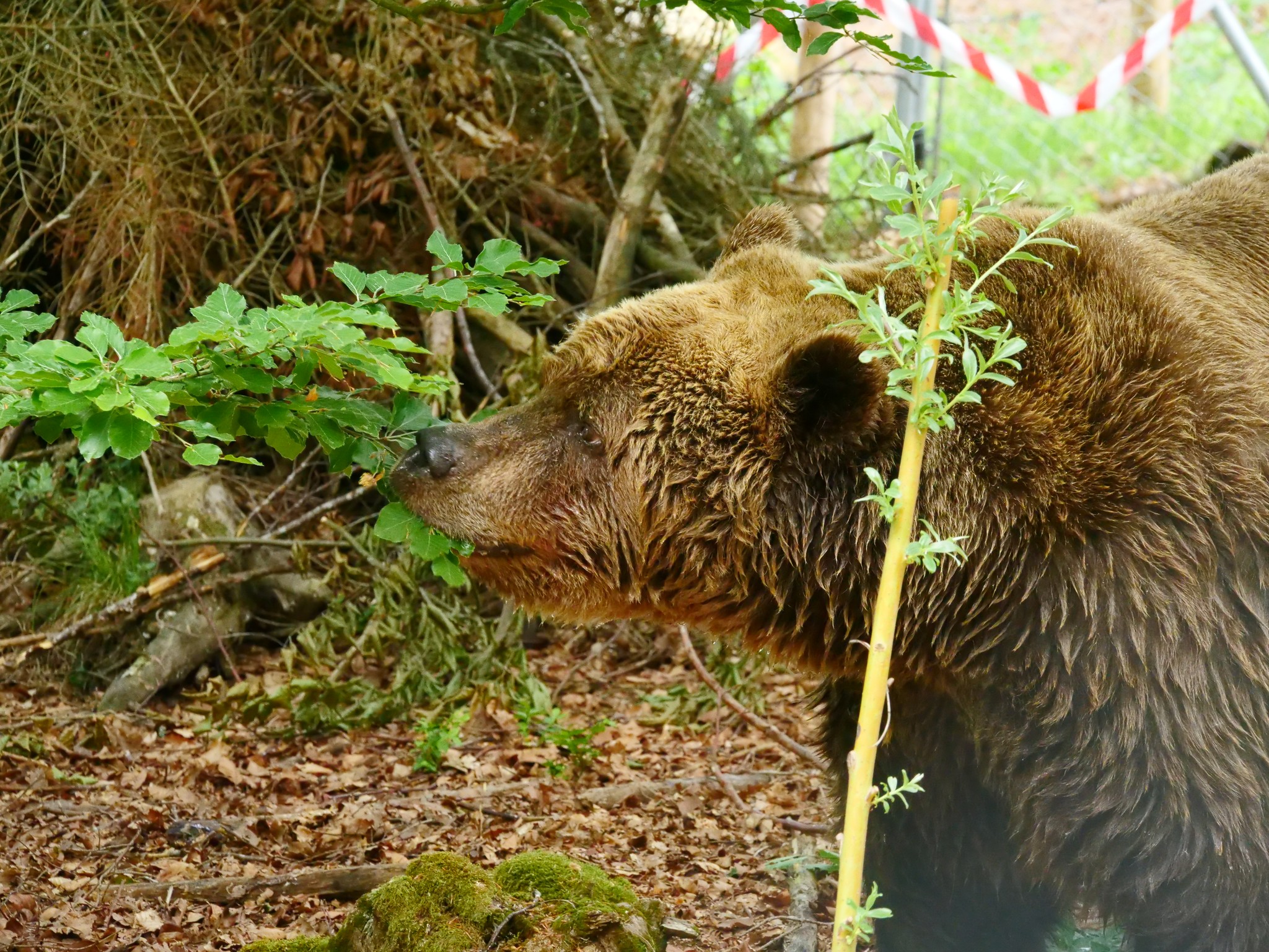 Slovenski medved Felix v medvedjem zavetišču v Avstriji.