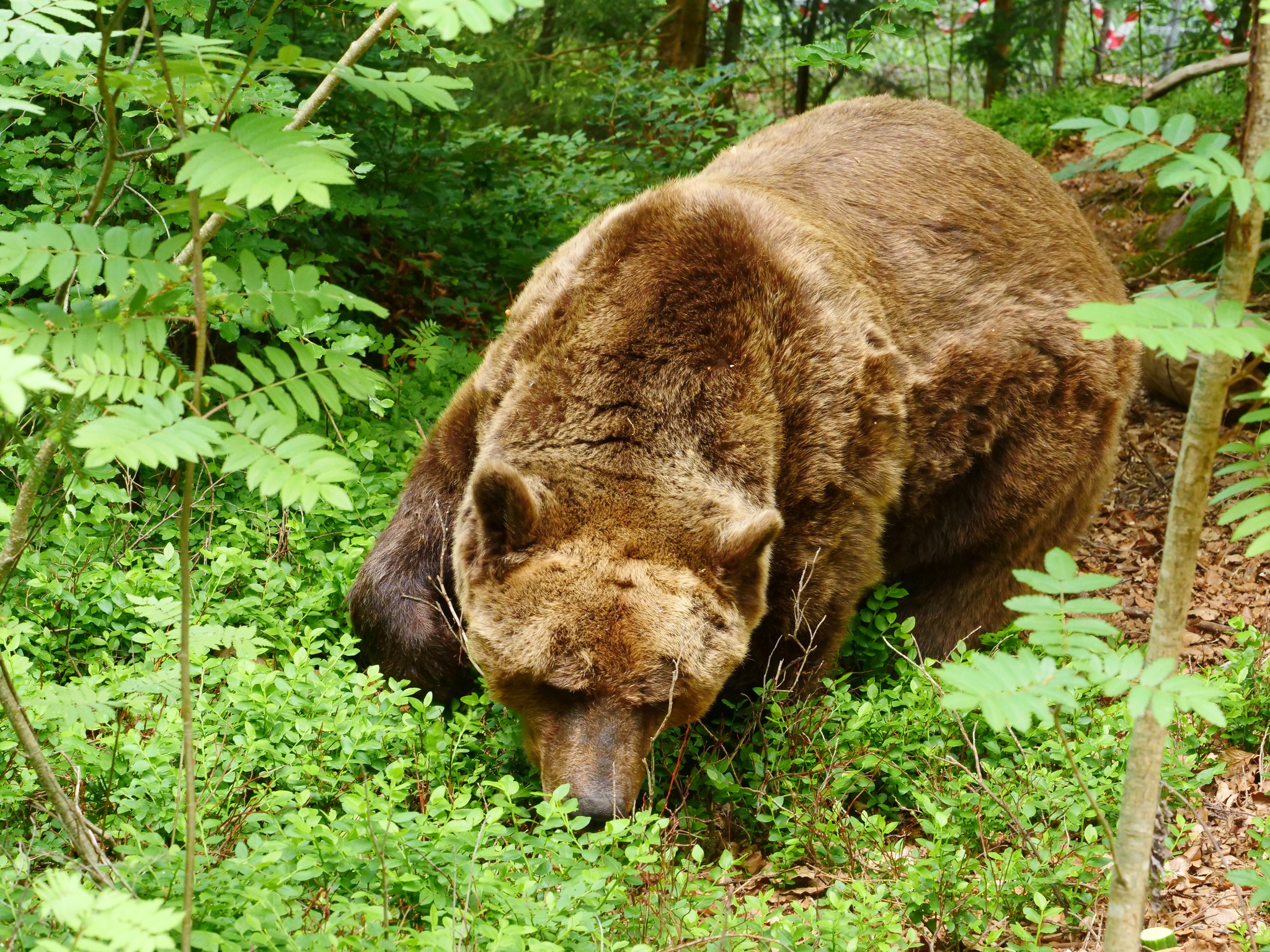 Slovenski medved Felix v medvedjem zavetišču v Avstriji.