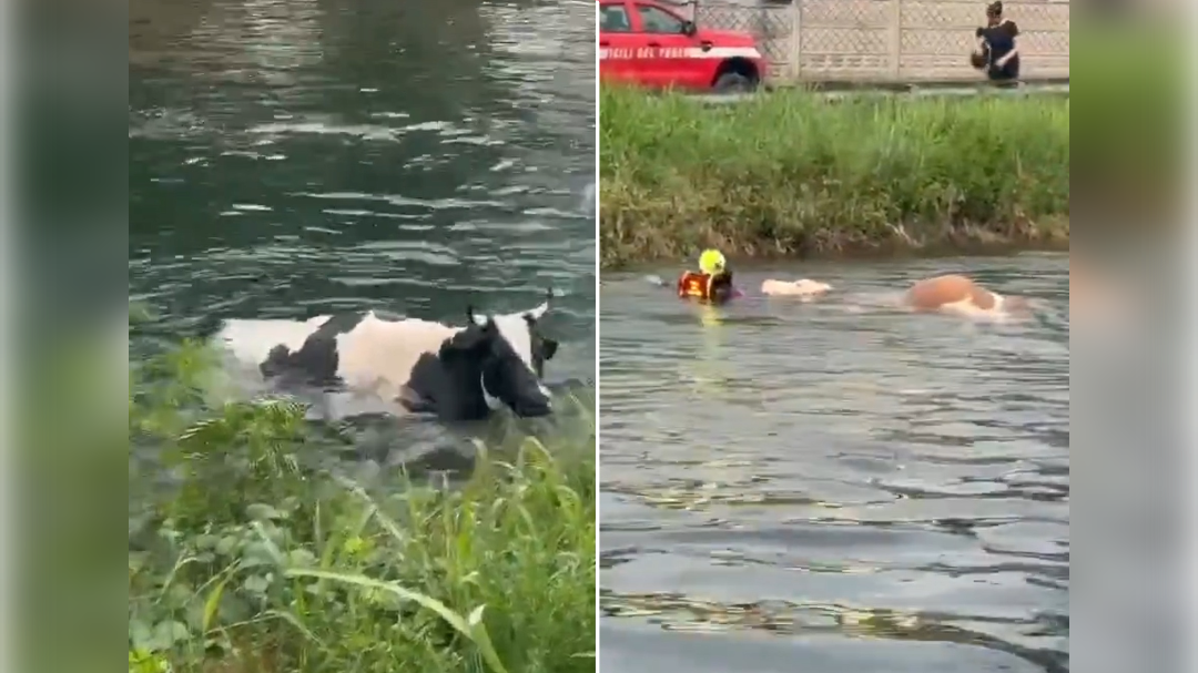 Reševanje krav, ki so padle v kanal pri Milanu