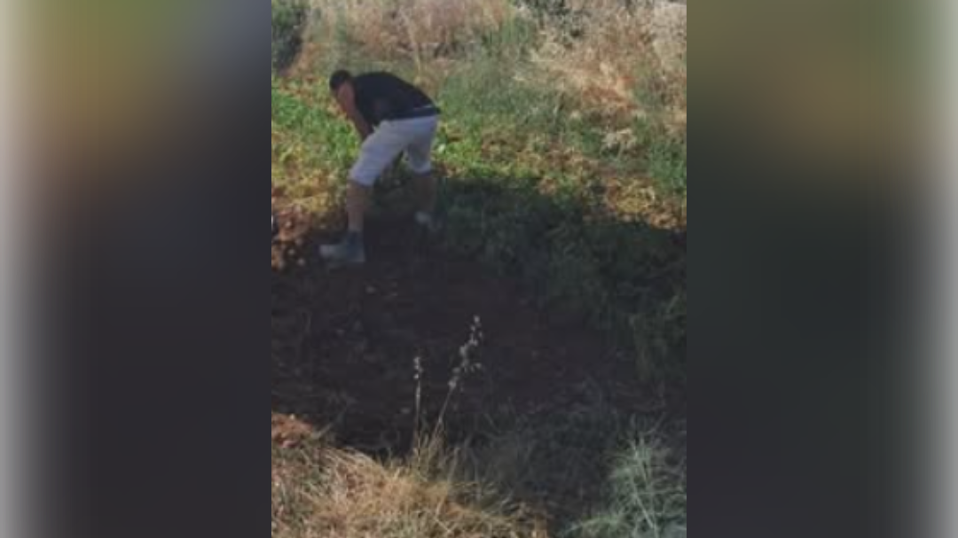 izkopavanje krompirja