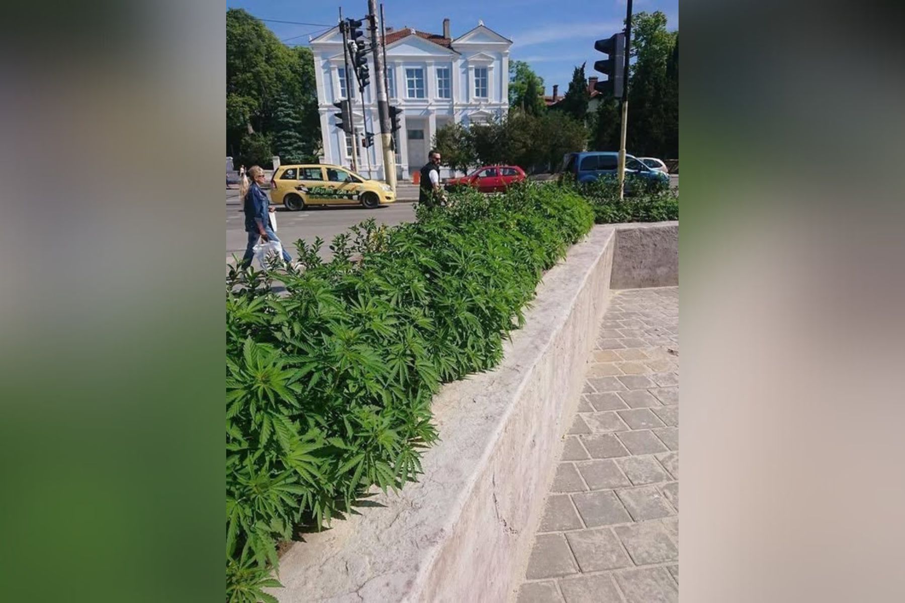 Spletne uporabnike je nasmejala fotografija marihuane pred hišo v Bolgariji