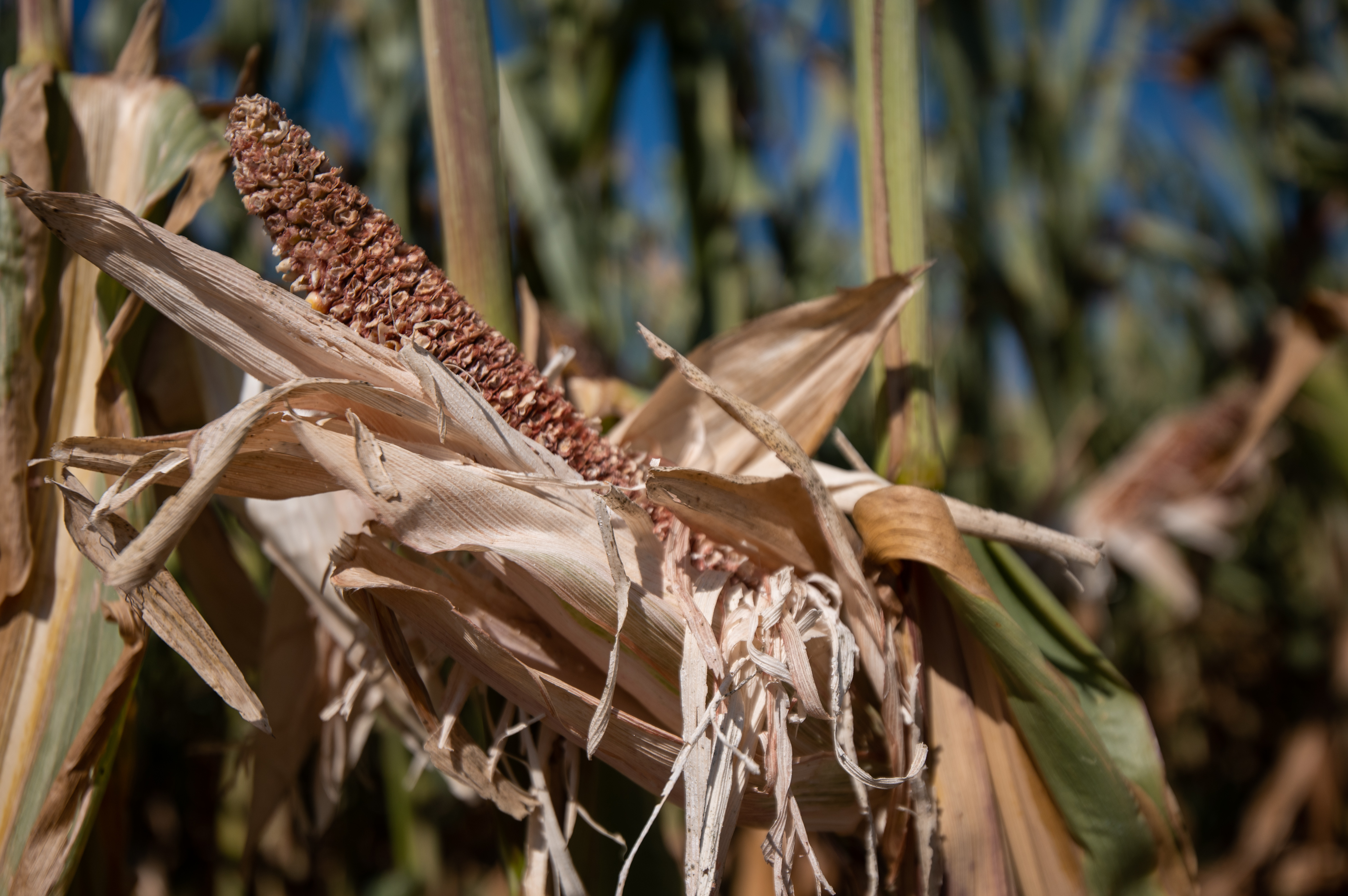 Suša v Hočah leta 2022