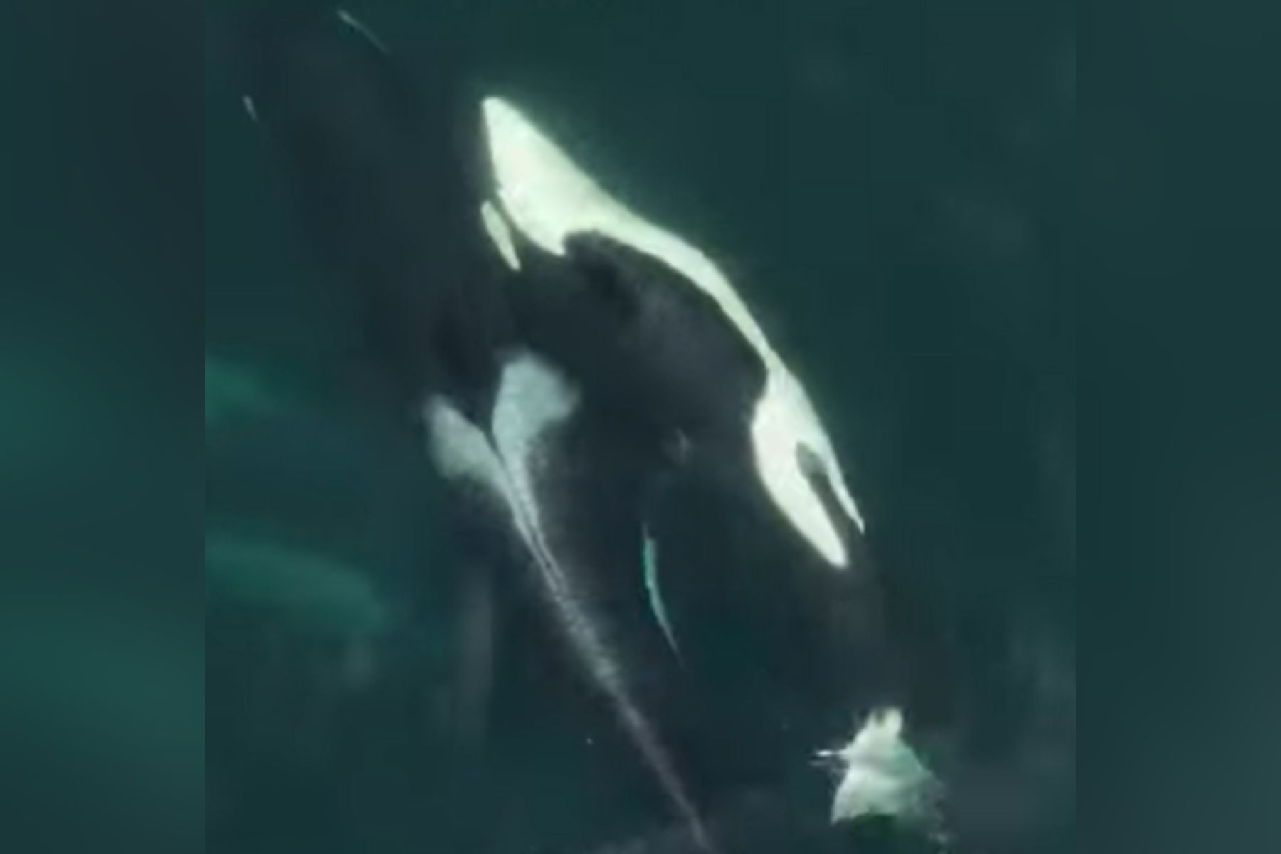 Raziskovalci so v severnem Pacifiku opazili orke, ki so se drgnile med sabo