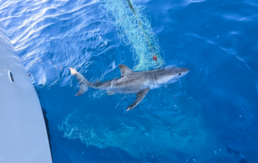 veliki beli morski pes