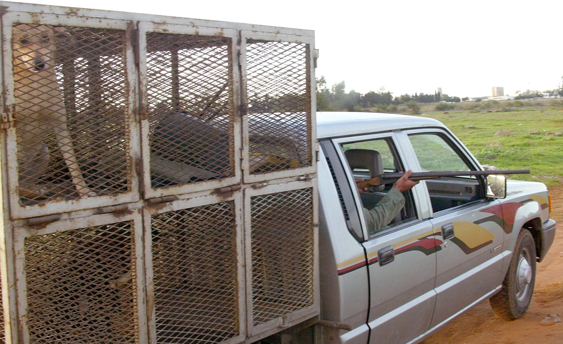 Maroko potepuški psi