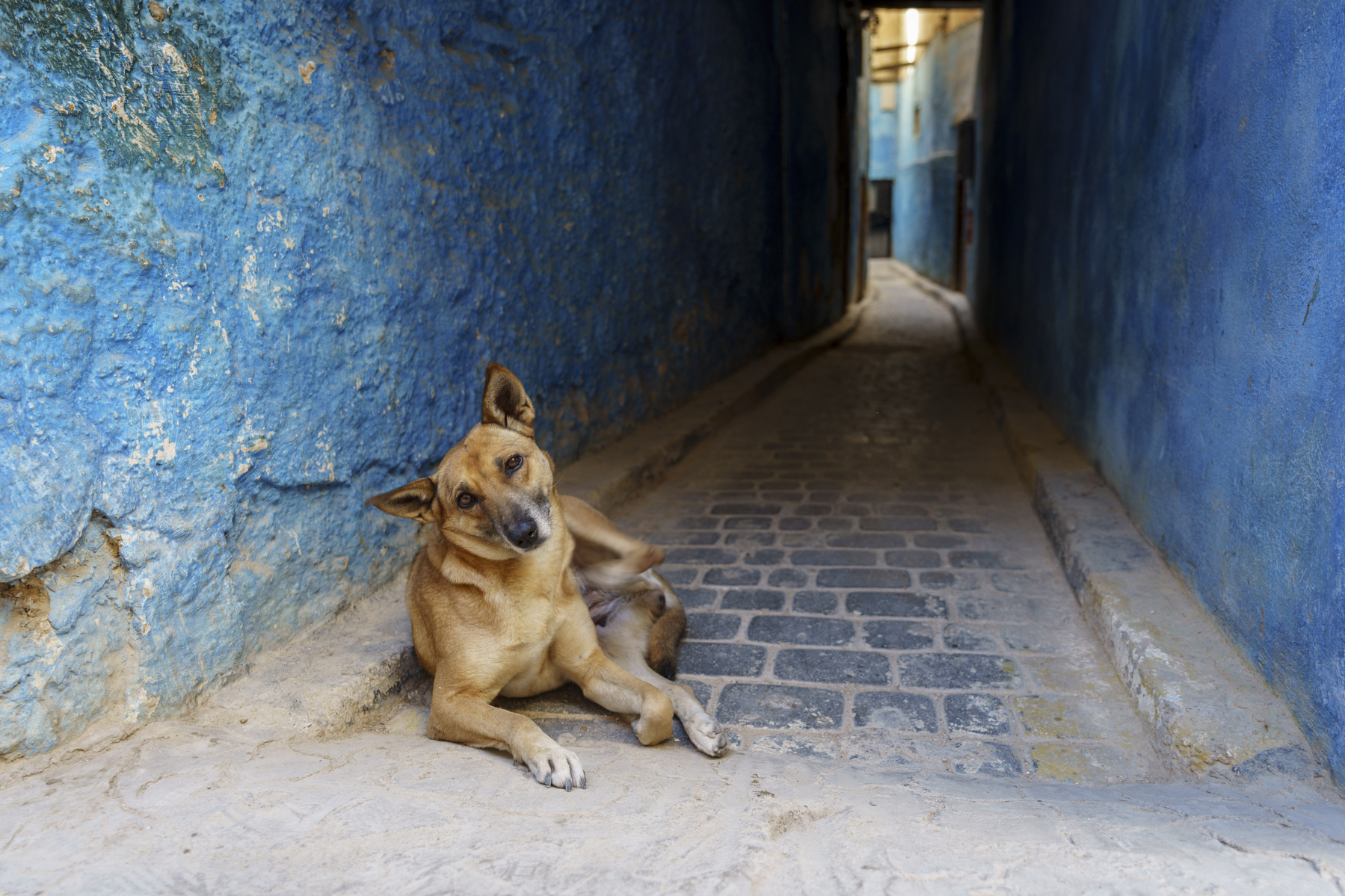 Maroko potepuški psi