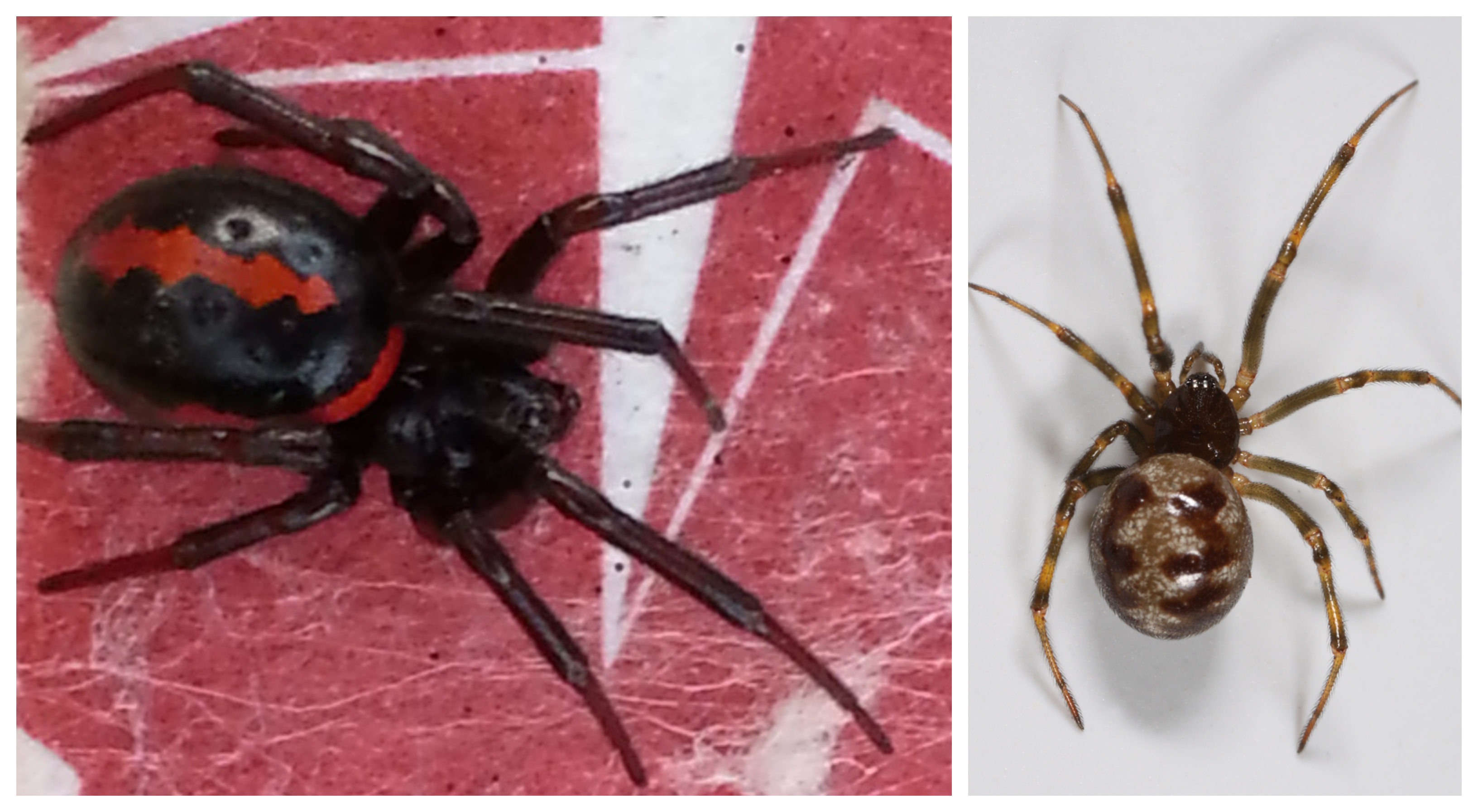 Lažna črna vdova pajki Steatoda paykulliana Steatoda triangulosa WIKIPEDIA