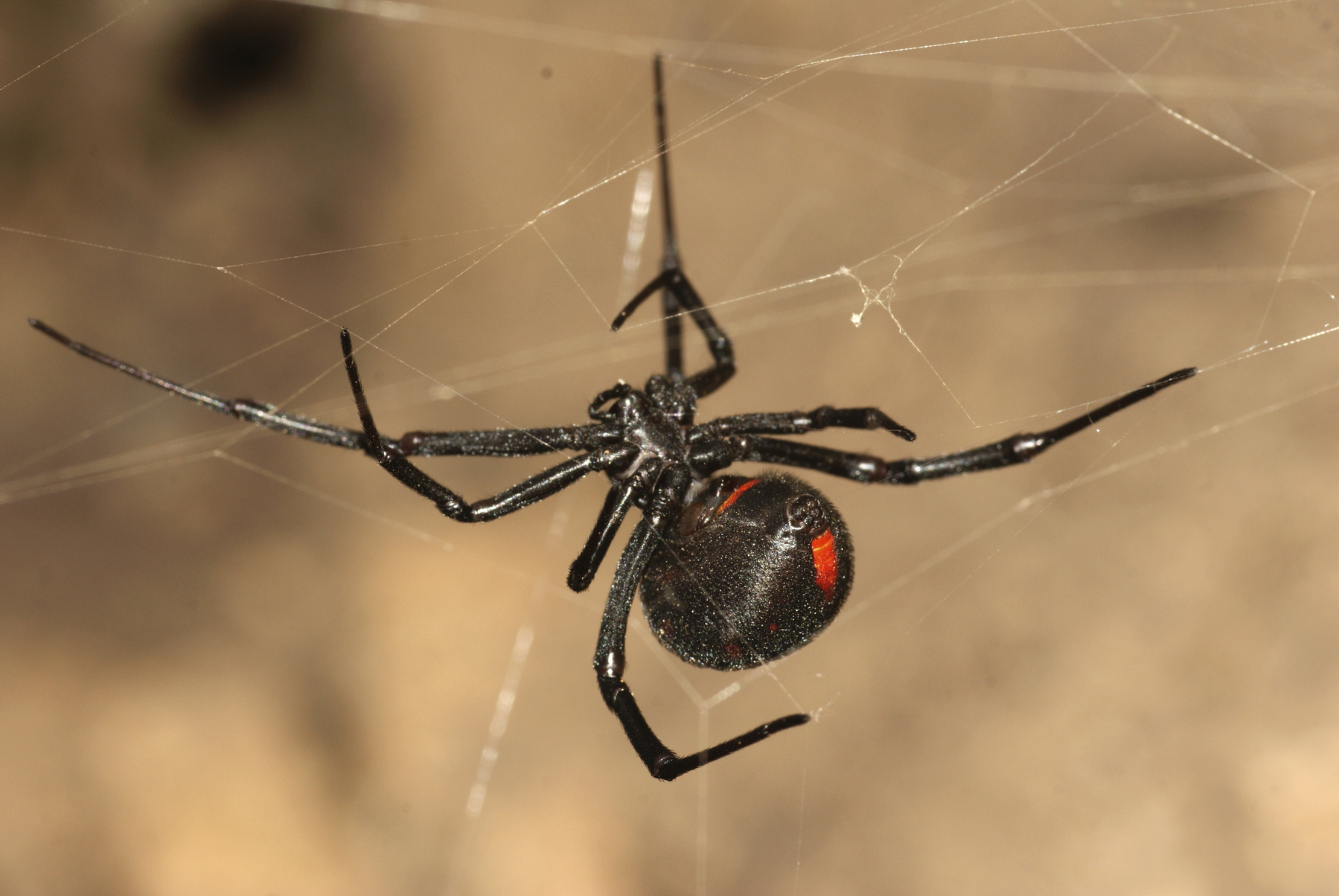 Latrodectus mactans črna vdova pajek PROFIMEDIA