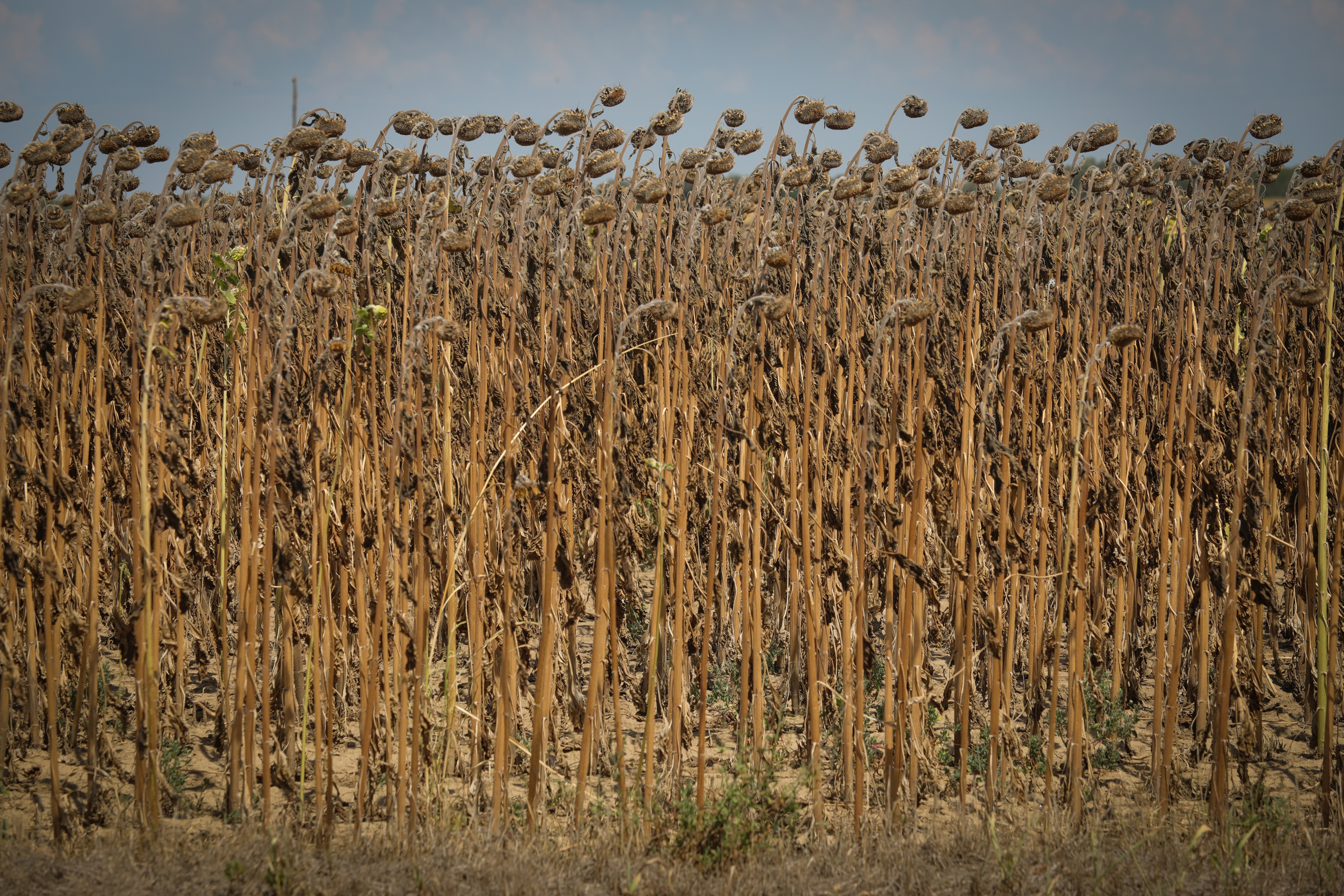 suša, polja, sončnice