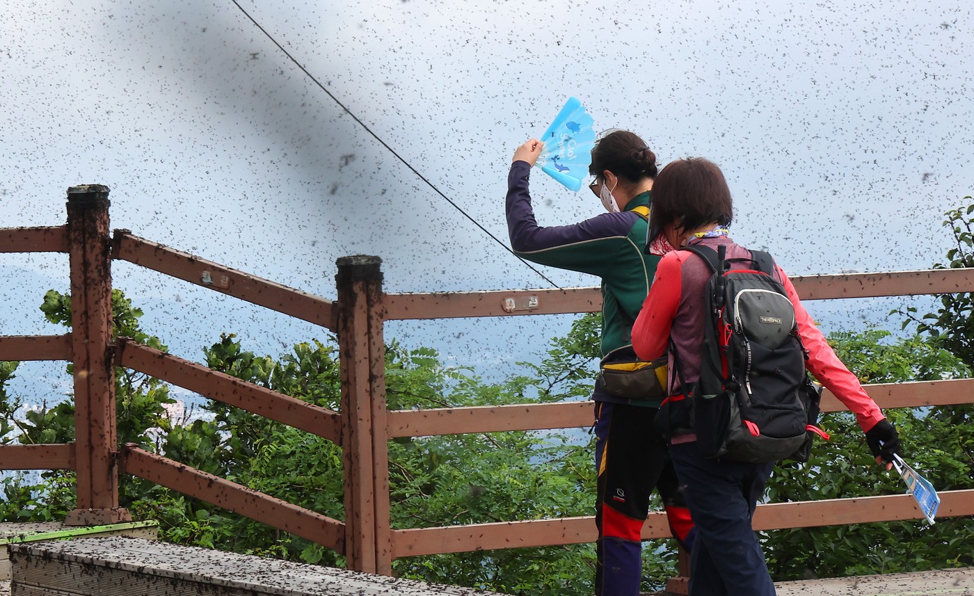 Invazija ljubezenskih muh v Južni Koreji