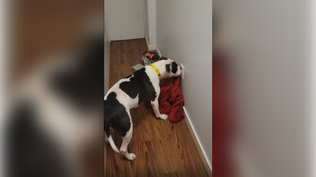 pes zaznal nevarnost v hiši