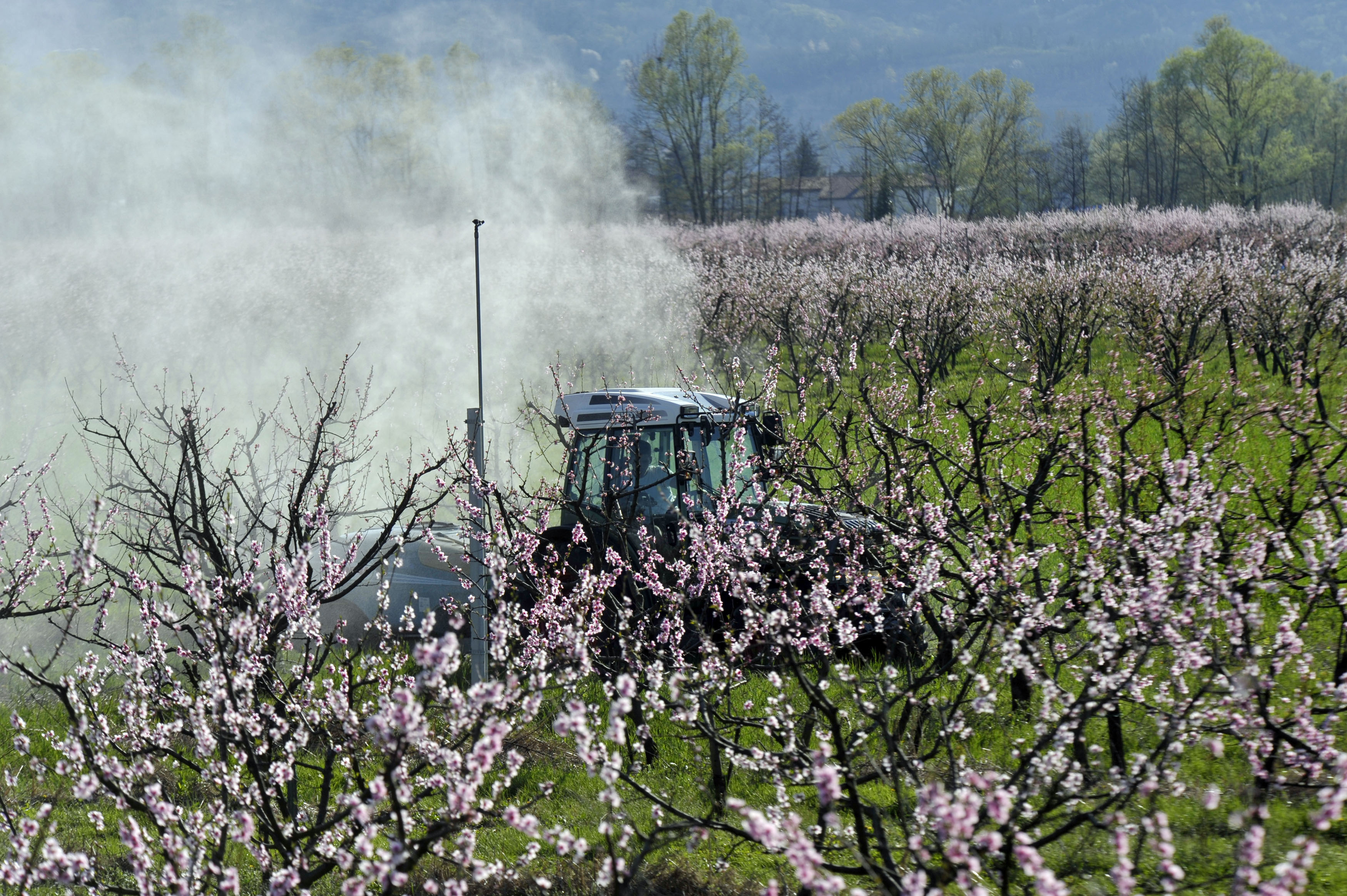 sadje, oroševanje, pozeba
