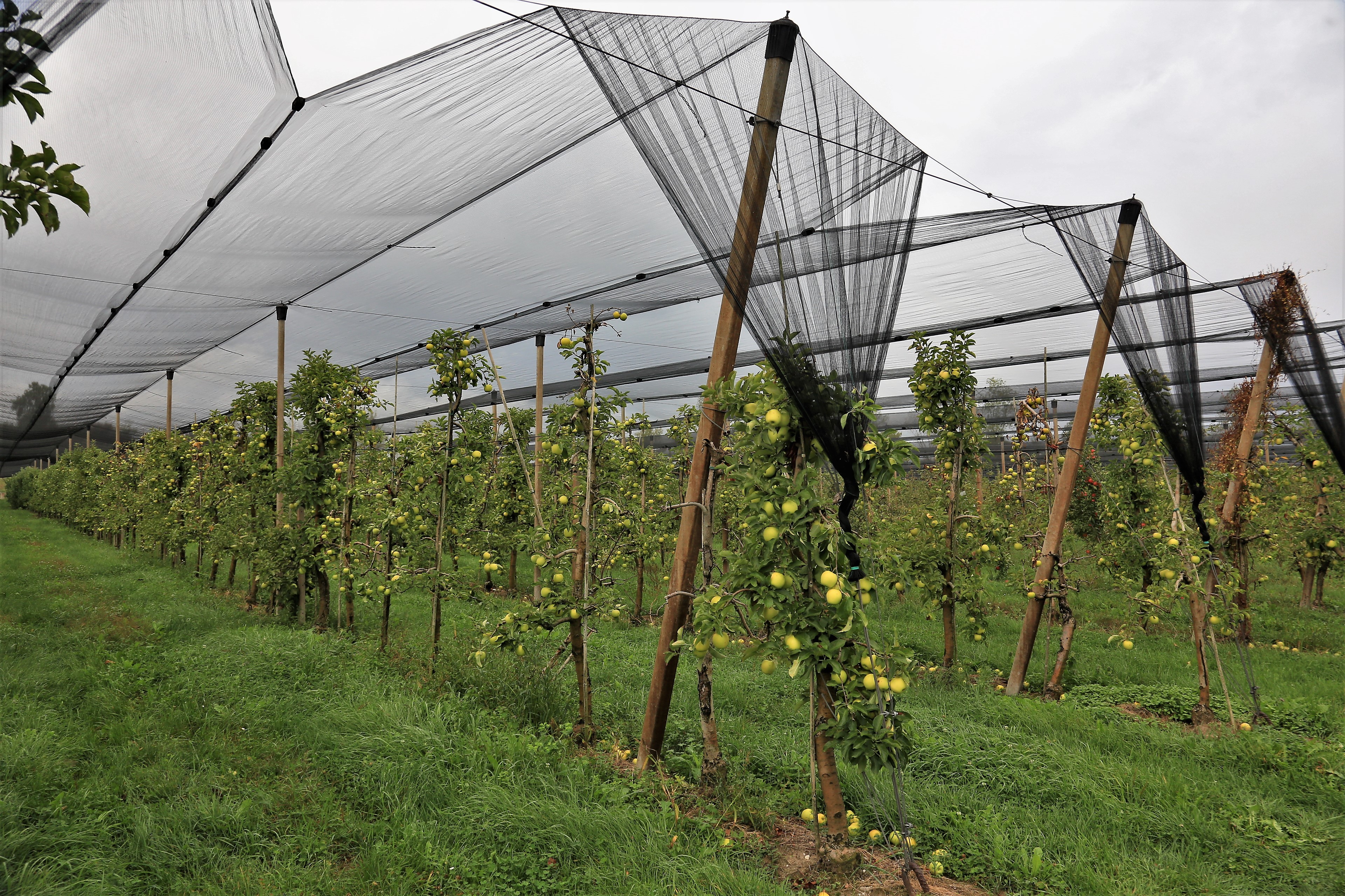 sadje, oroševanje, pozeba