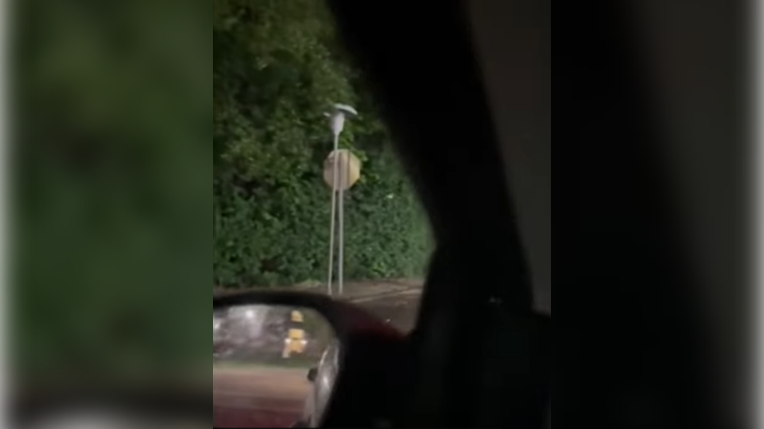 iz avta posnel albino jelena