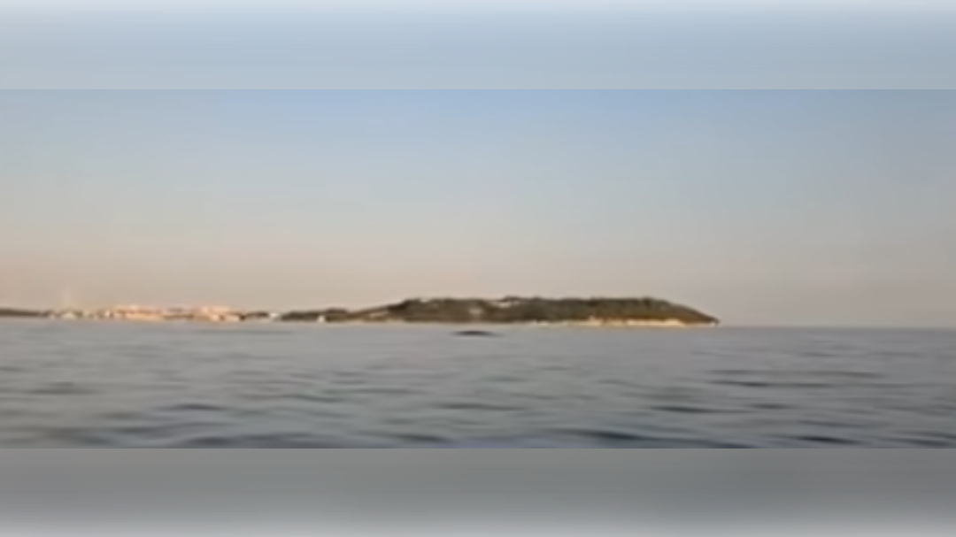 Brazdasti kit pri Pulju