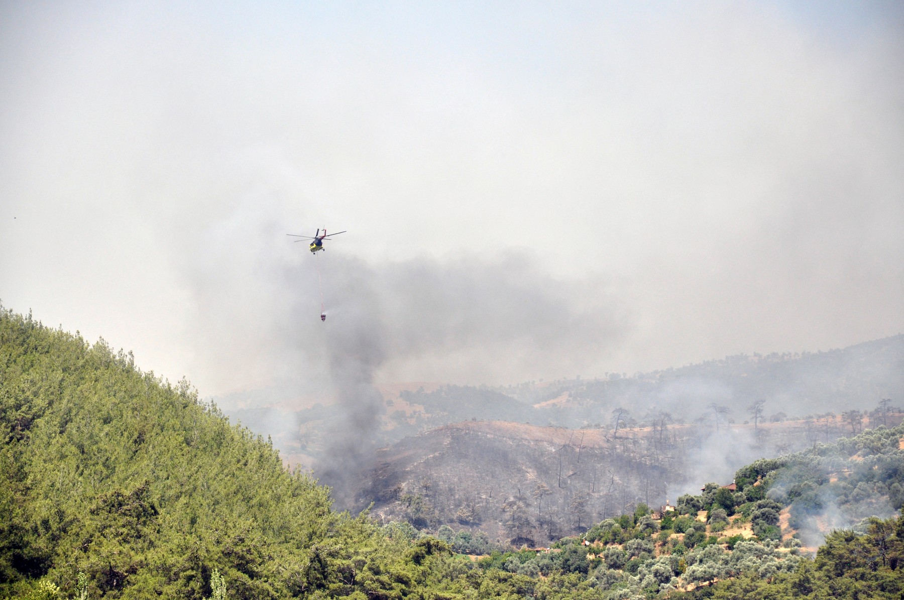 V turškem okrožju Odemis divja gozdni požar