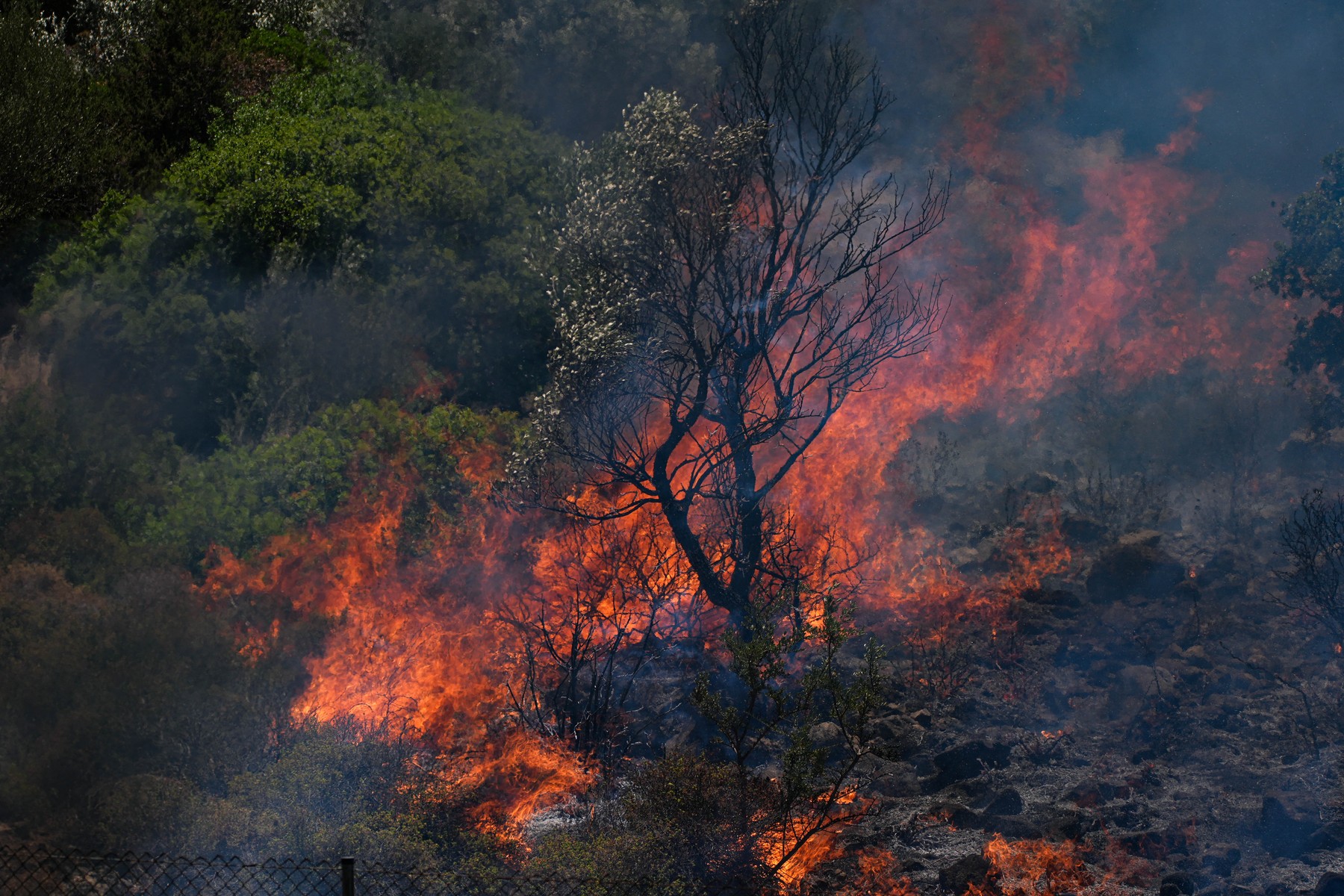 V turški provinci Izmir divja gozdni požar