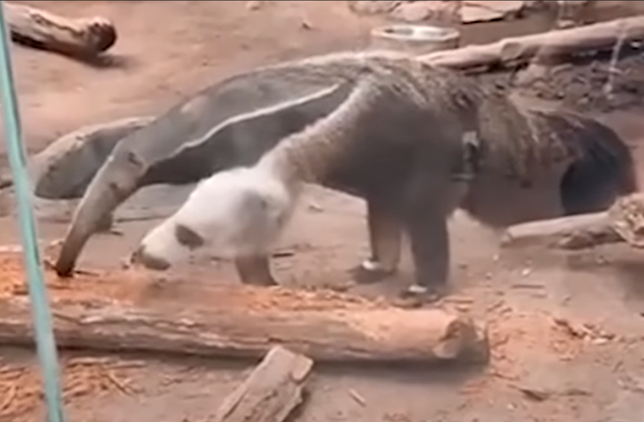 maravljinčar Zajem zaelona YOUTUBE