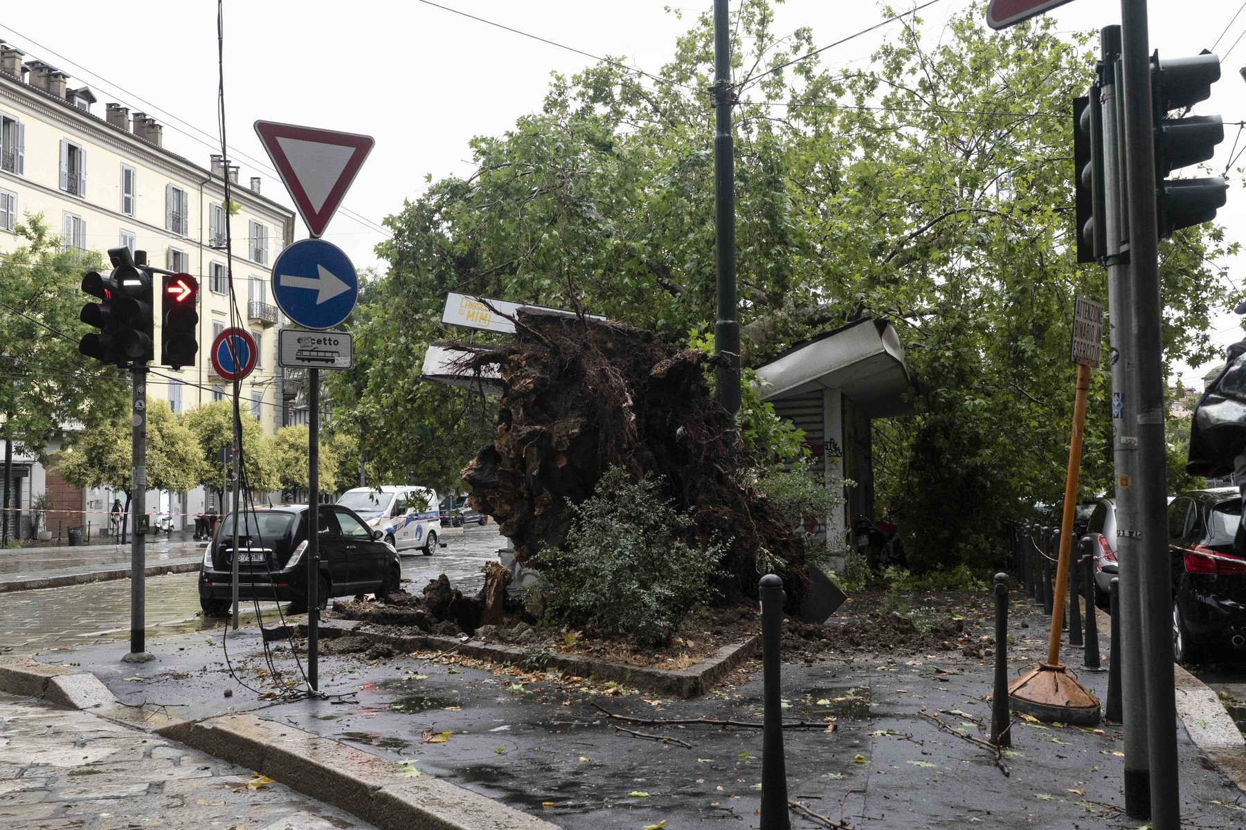 Podrto drevo v Milanu