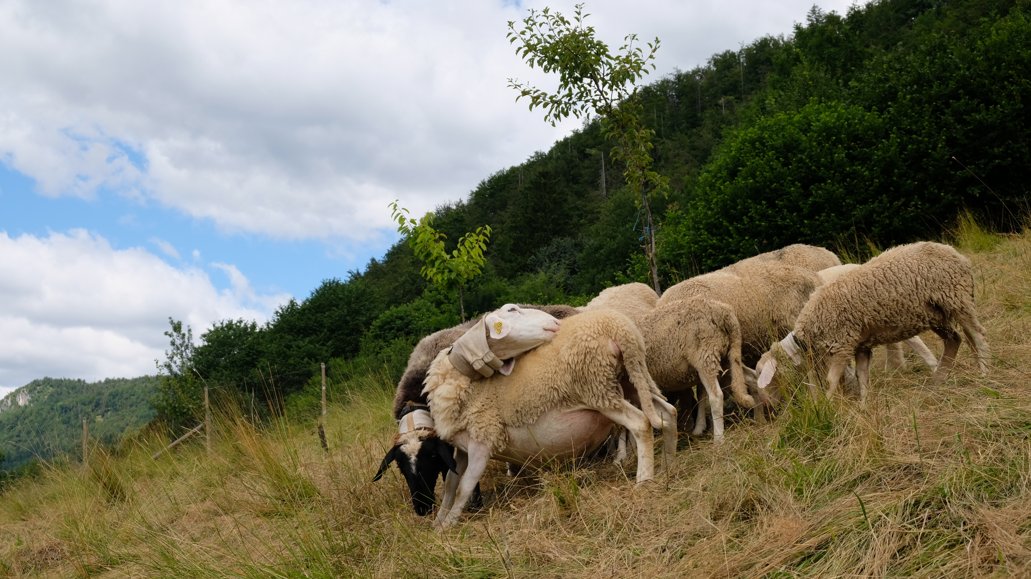Električna ovratnica za ovce