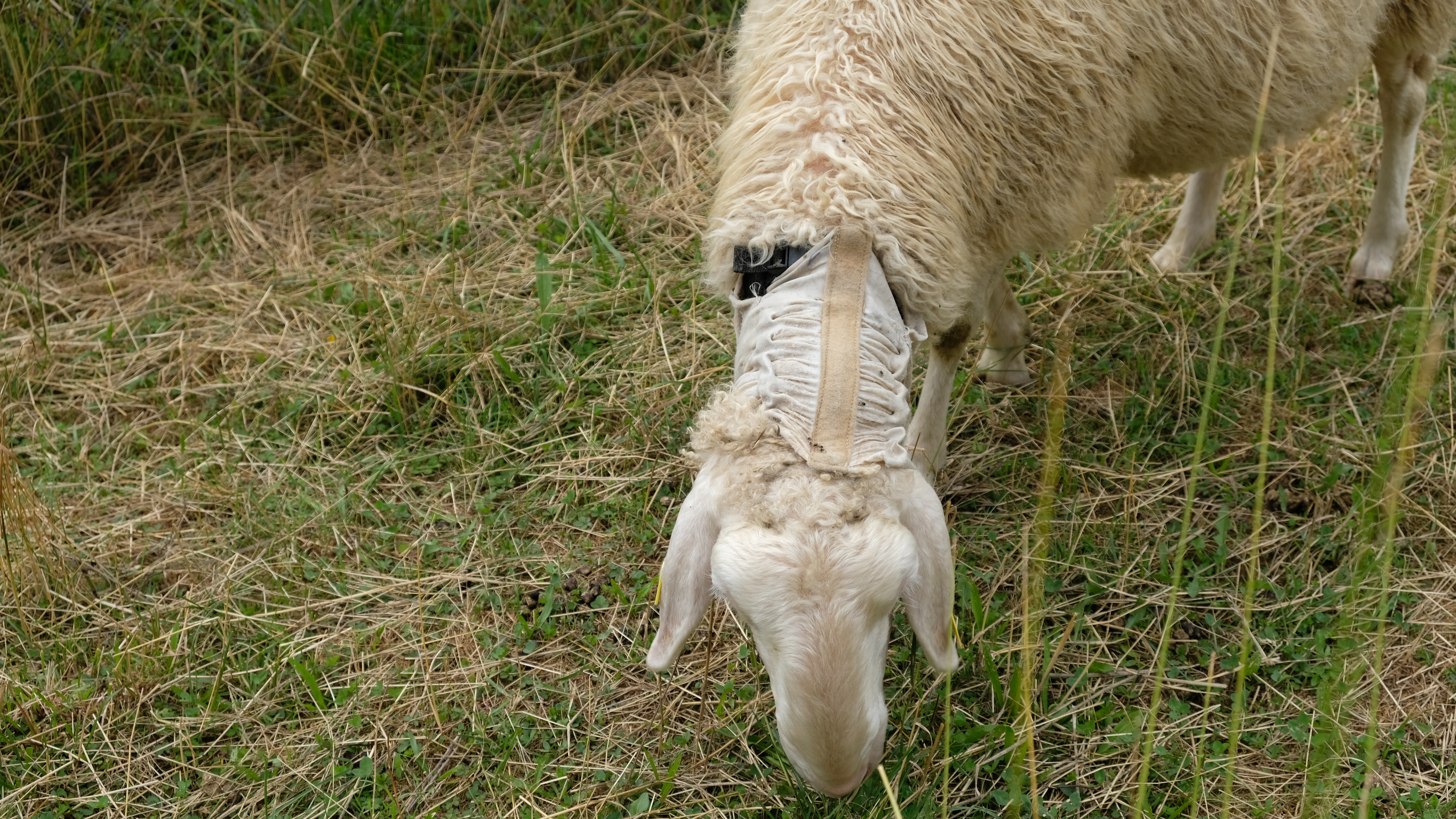Električna ovratnica za ovce