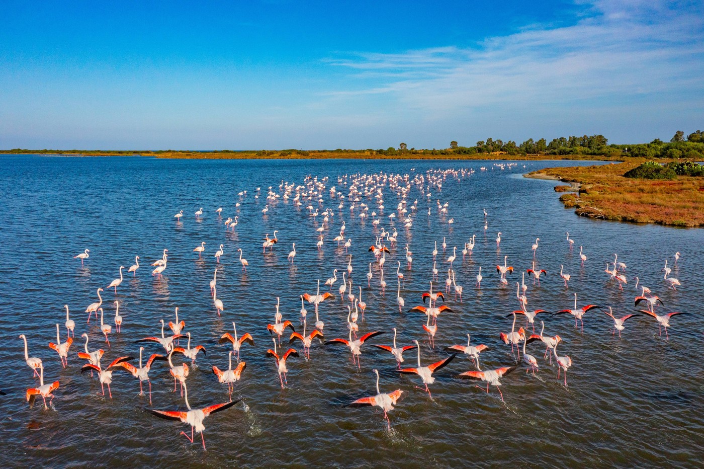 Plamenci na Sardiniji