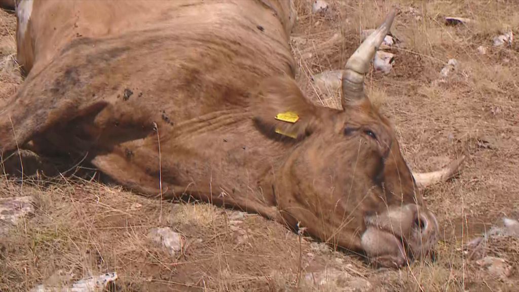 Pogin krav na Hrvaškem