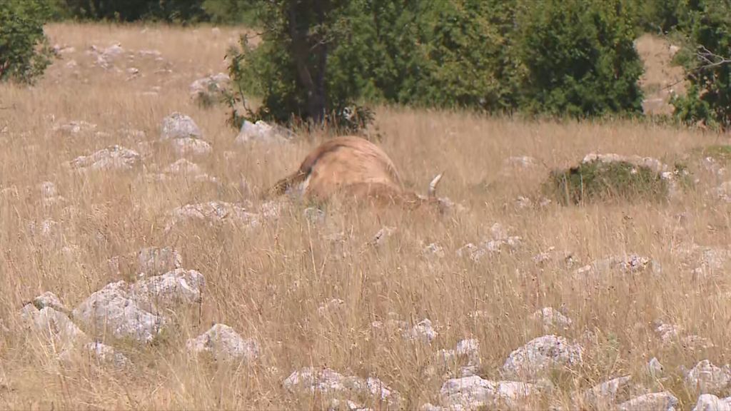 Pogin krav na Hrvaškem