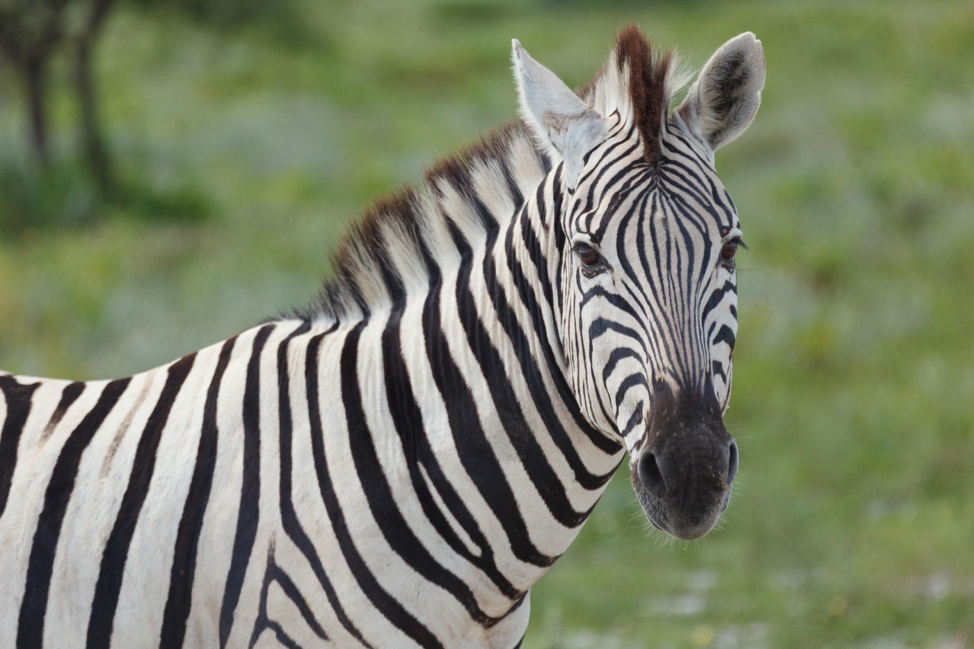 Zebra