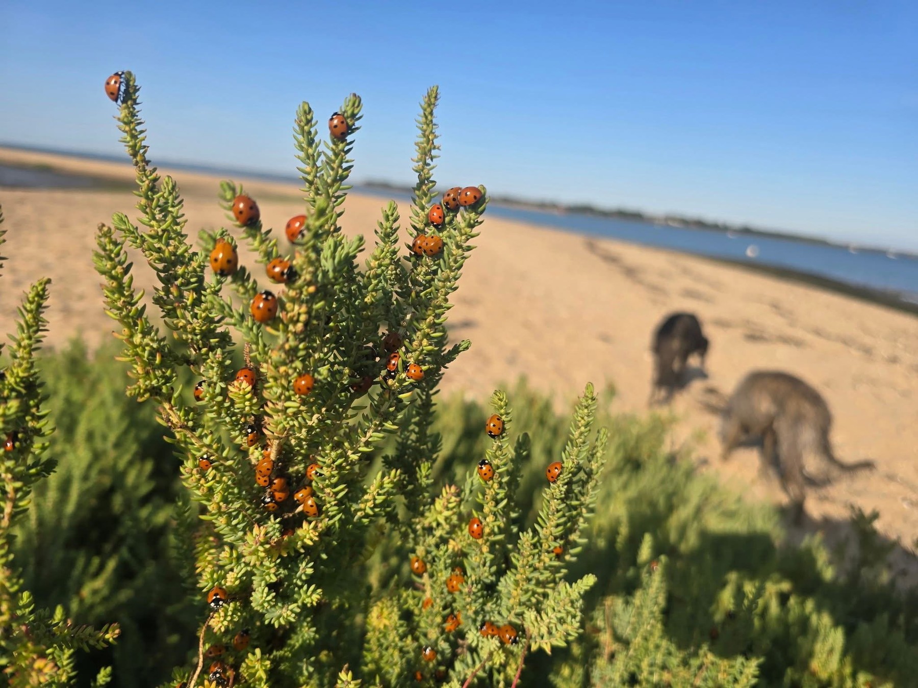 Prizor iz Essexa, kjer je invazija najbolj opazna