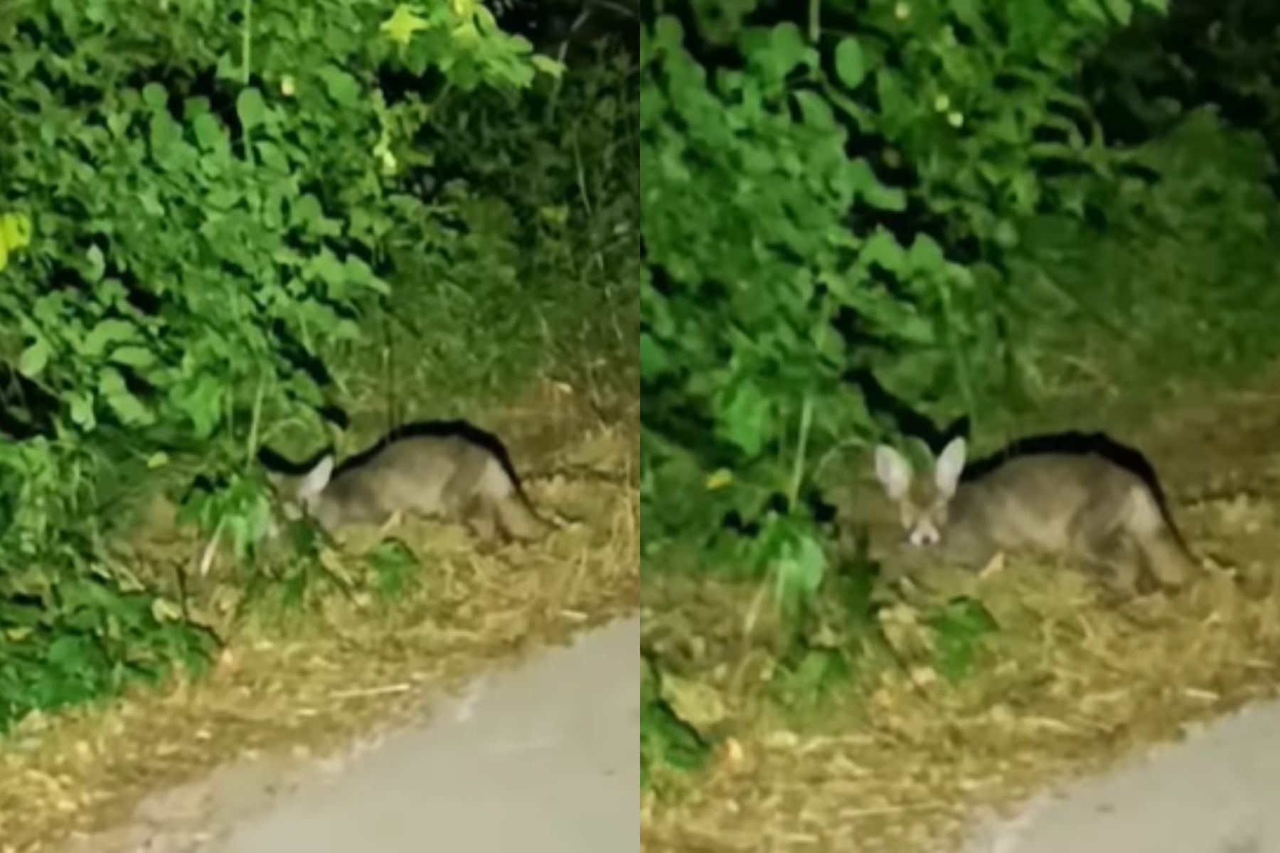 Na vzhodu Srbije so opazili nenavadno žival