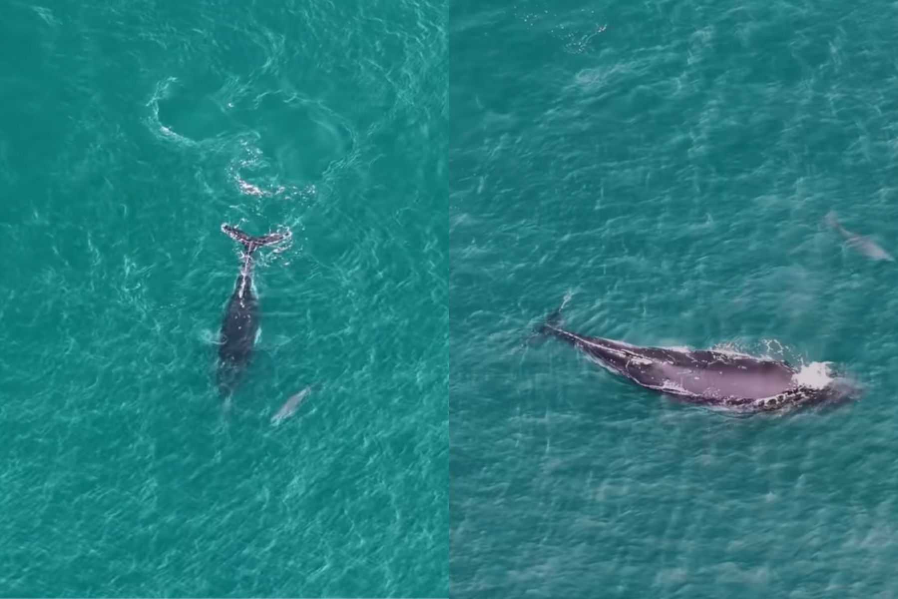 V avstralskem zalivu Bunbury se je izgubil kit grbavec