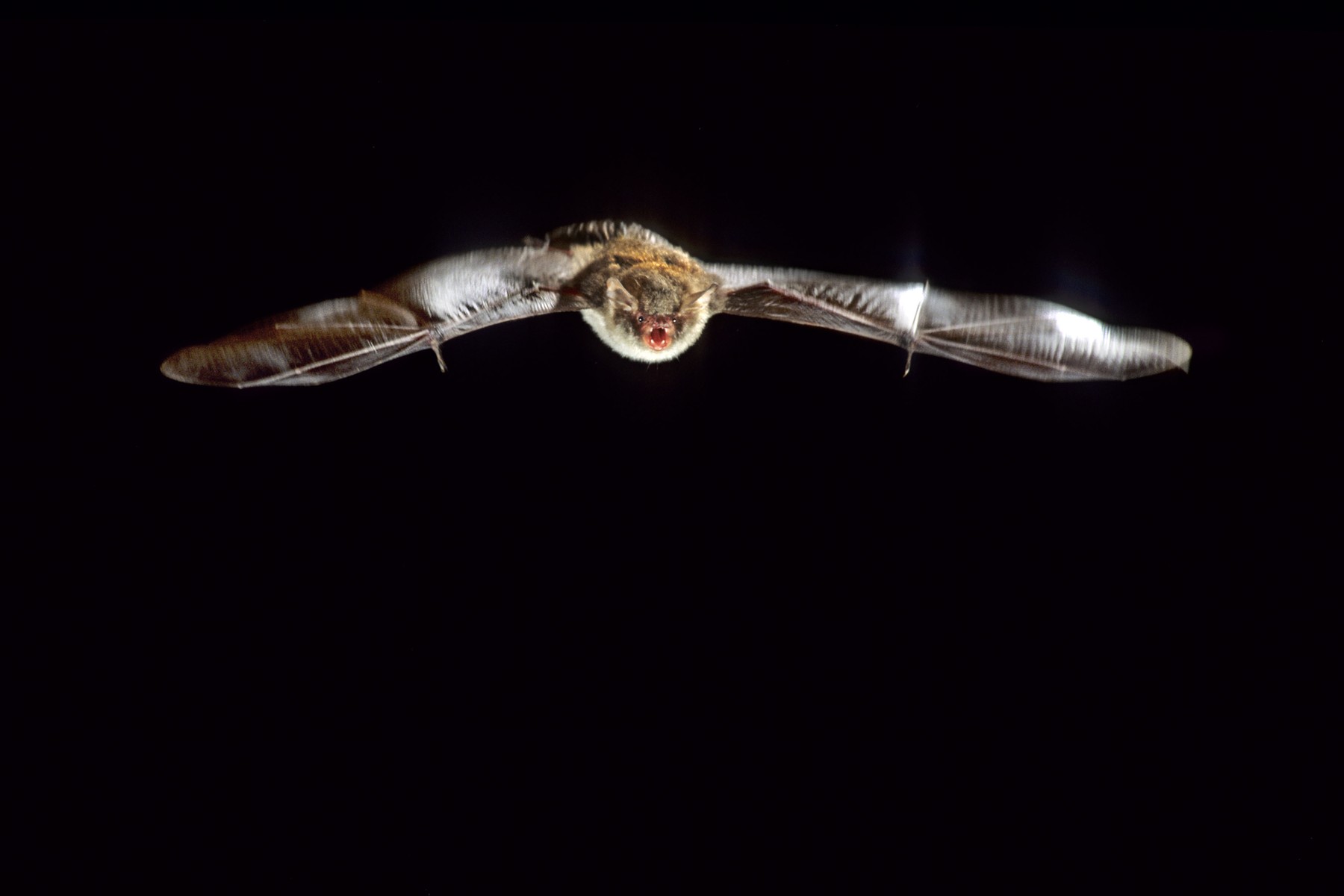 obvodni netopir Myiotis daubentonii Foto PROFIMEDIA