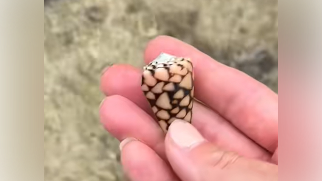 stožčasti polž Foto Zajem zaslona TIKTOK