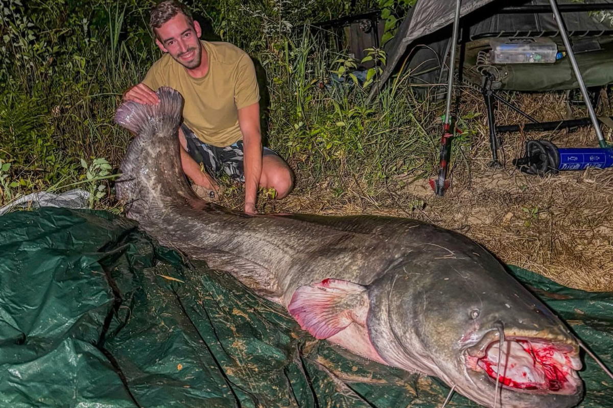 Som kapitalc iz reke Vipave