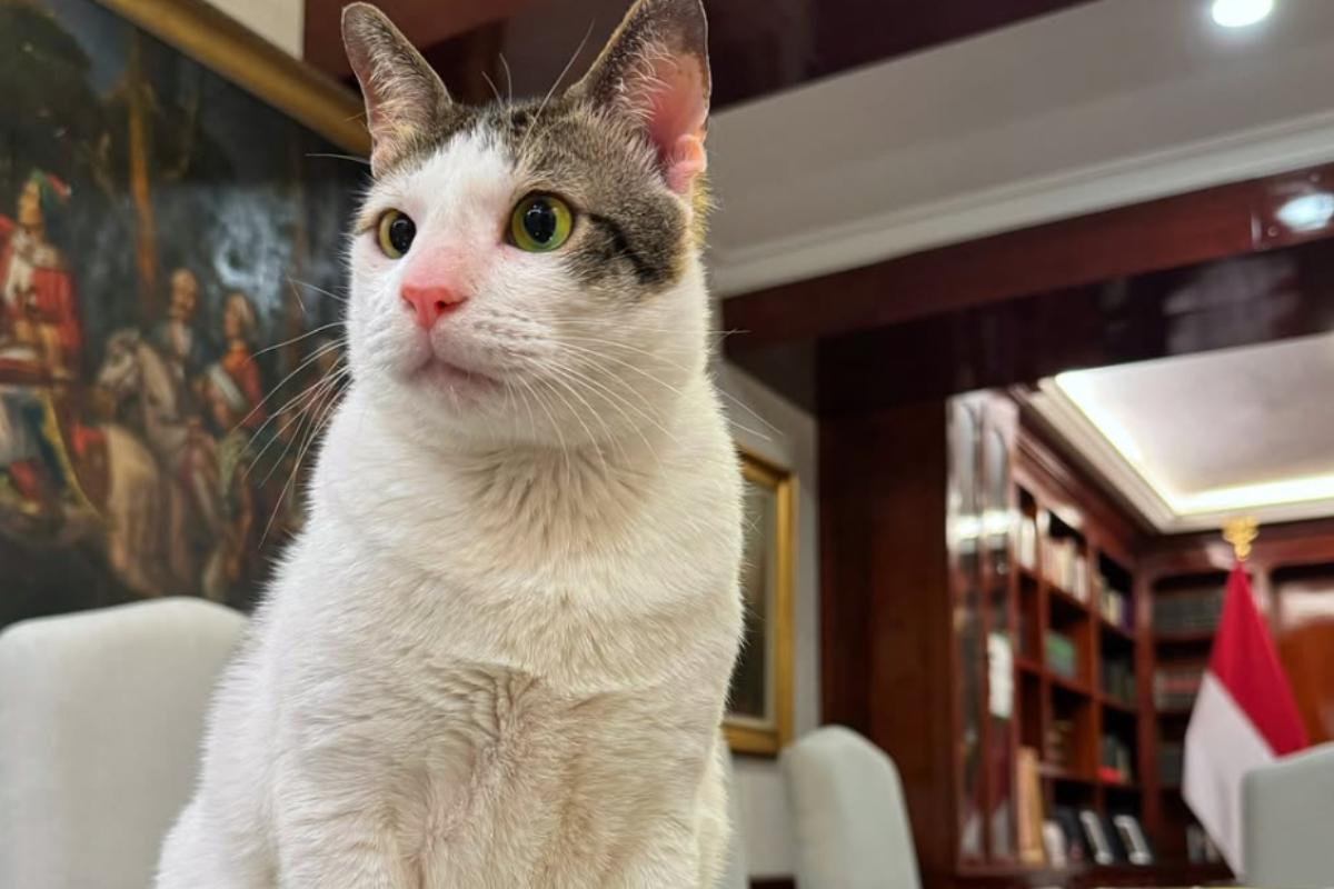 Predsedniški maček Bobby Kertanegara