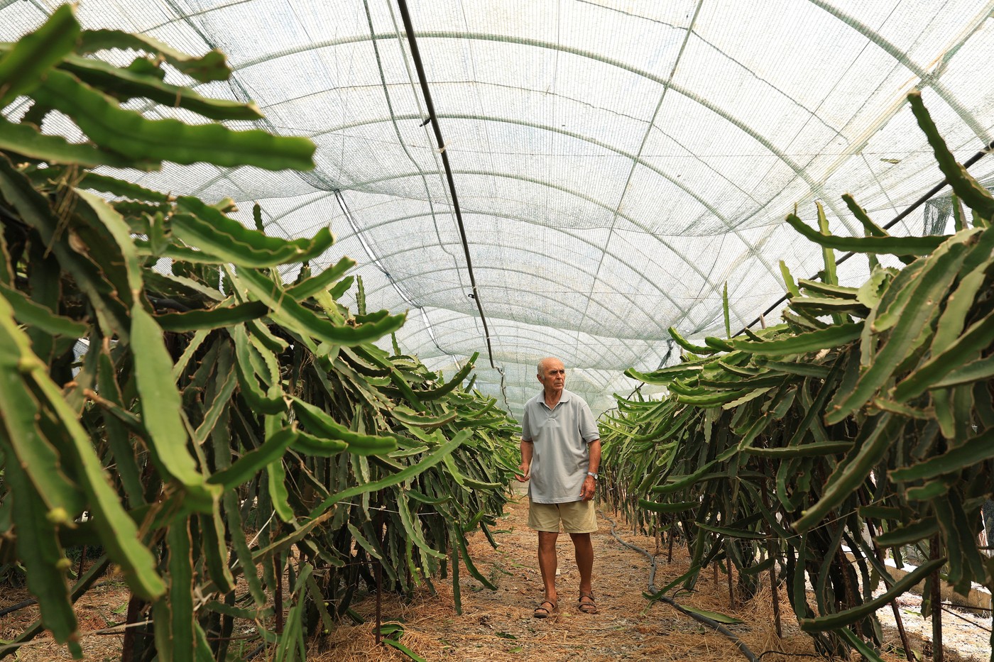 Nasad pitaj na kmetiji Iraklija Shkoze v Albaniji