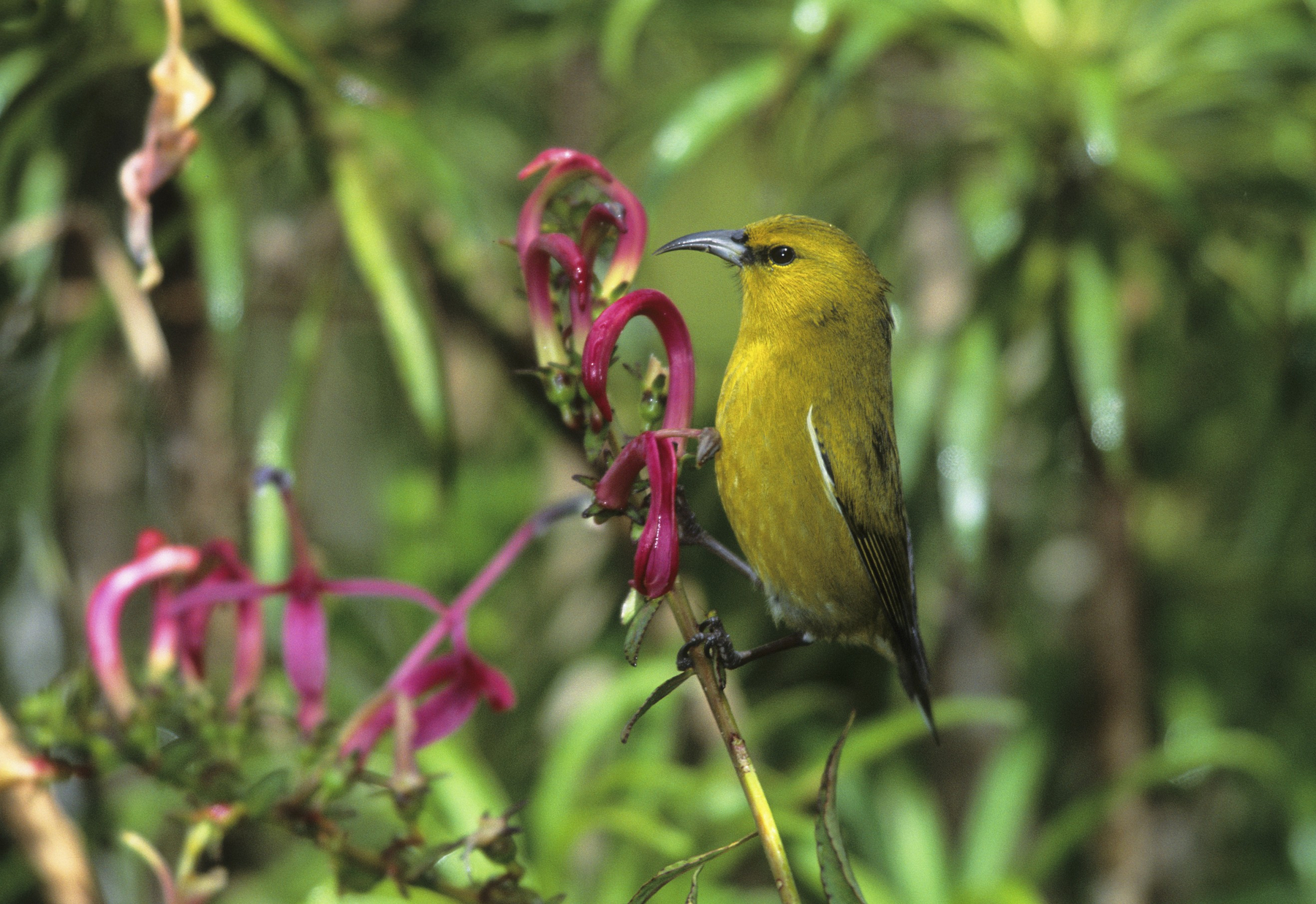Havajski drevesnik, ptica