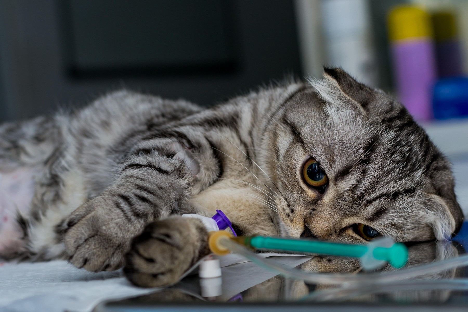 Muca pri veterinarju