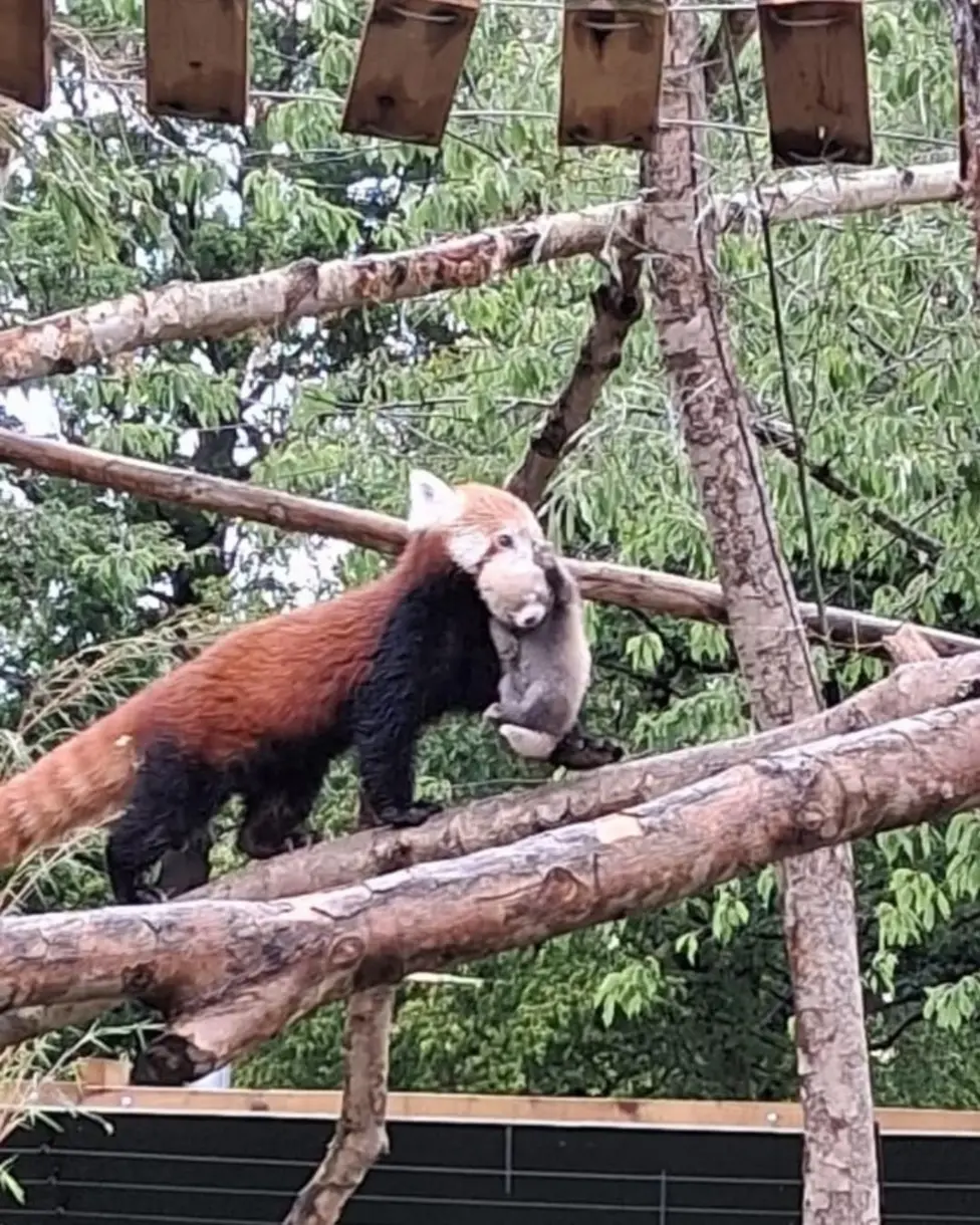 mladič rdeče pande