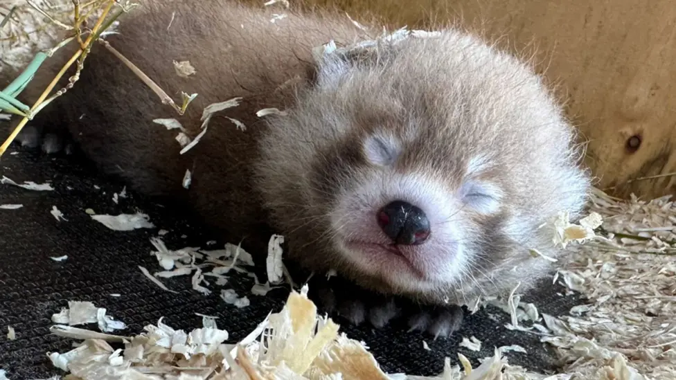 mladič rdeče pande