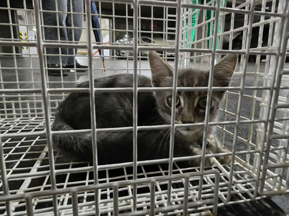 Mačji mladič v kletki