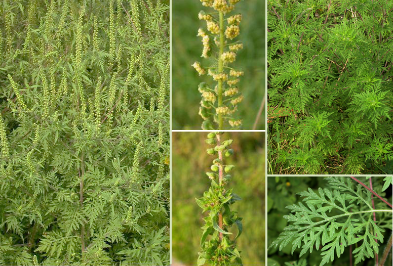 Pelinolistna ambrozija